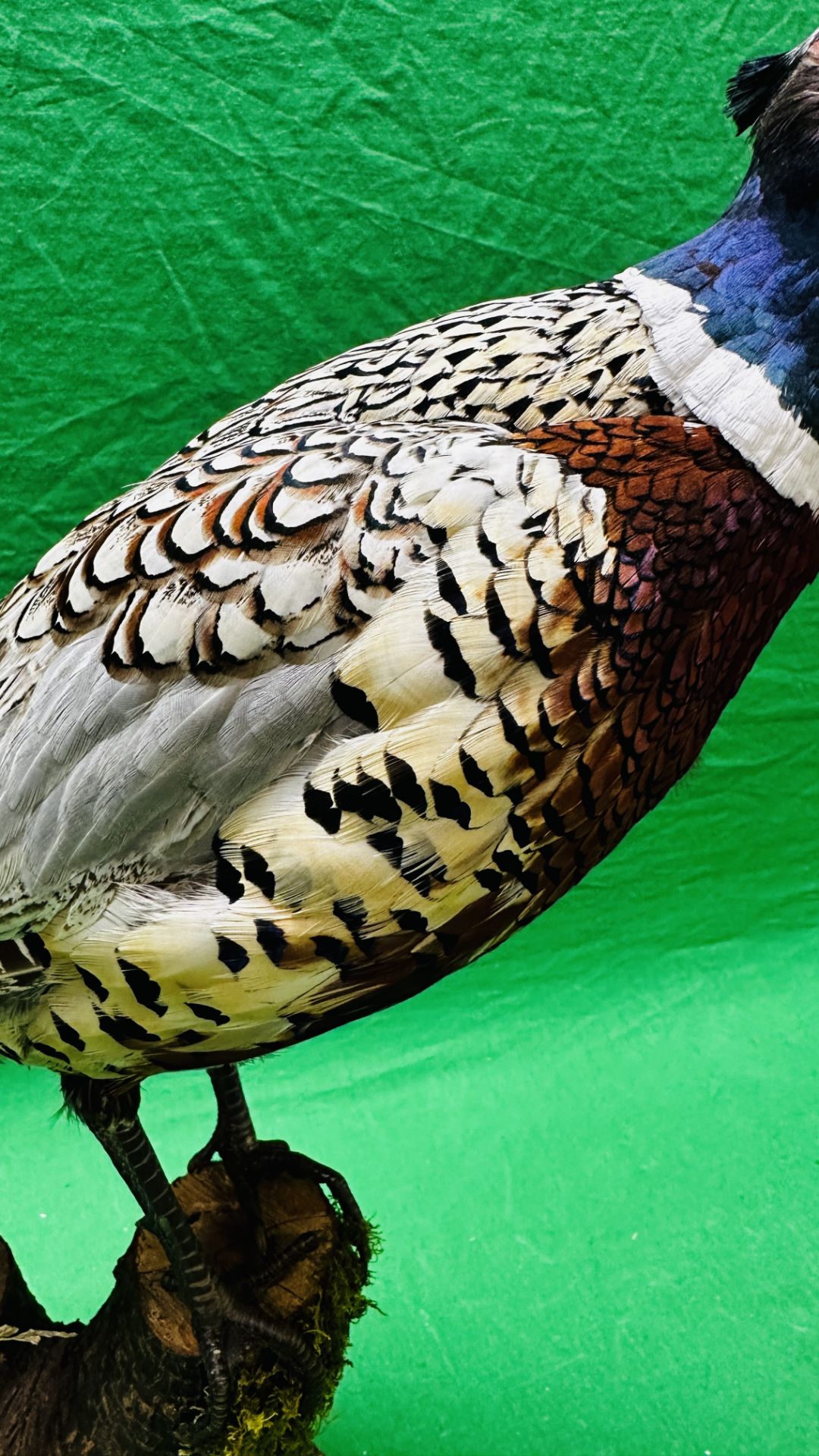 TAXIDERMY: A MOUNTED PHEASANT IN A NATURALISTIC SETTING, H 53CM. - Image 5 of 16