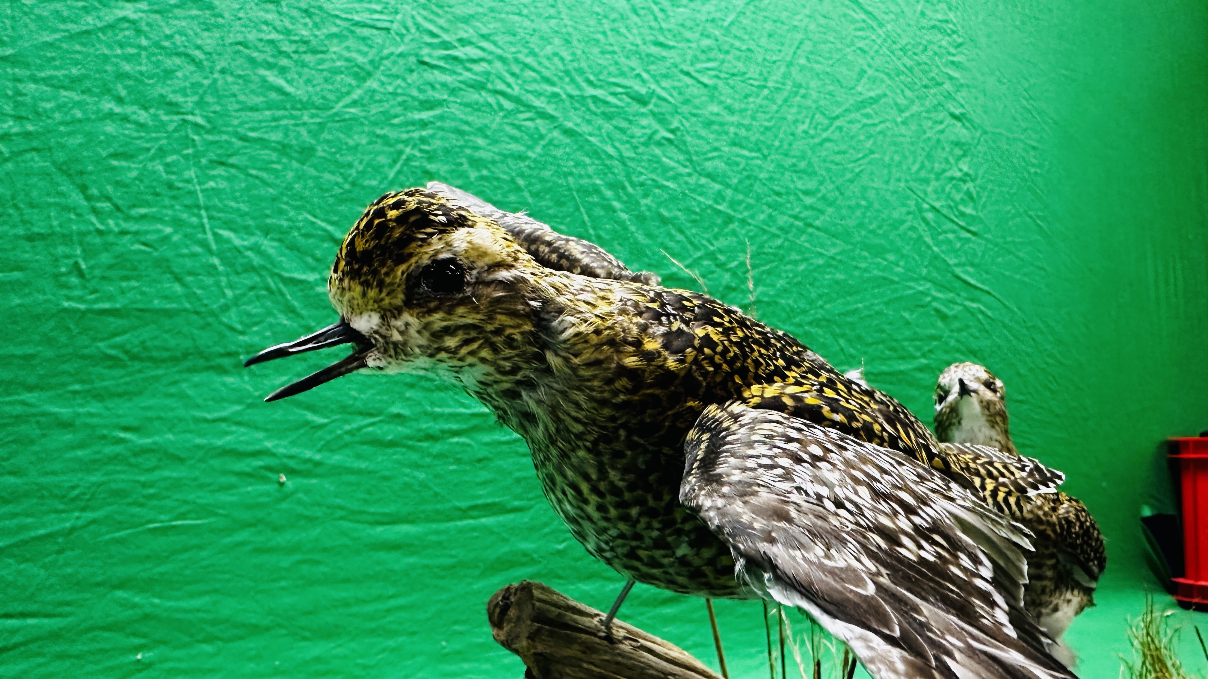 TAXIDERMY: A MOUNTED PAIR OF GOLDEN PLOVER IN A NATURALISTIC SETTING, W 60 X H 34CM. - Bild 4 aus 12