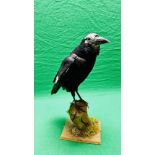 TAXIDERMY: A MOUNTED CROW IN A NATURALISTIC SETTING, W 22 X H 40CM.