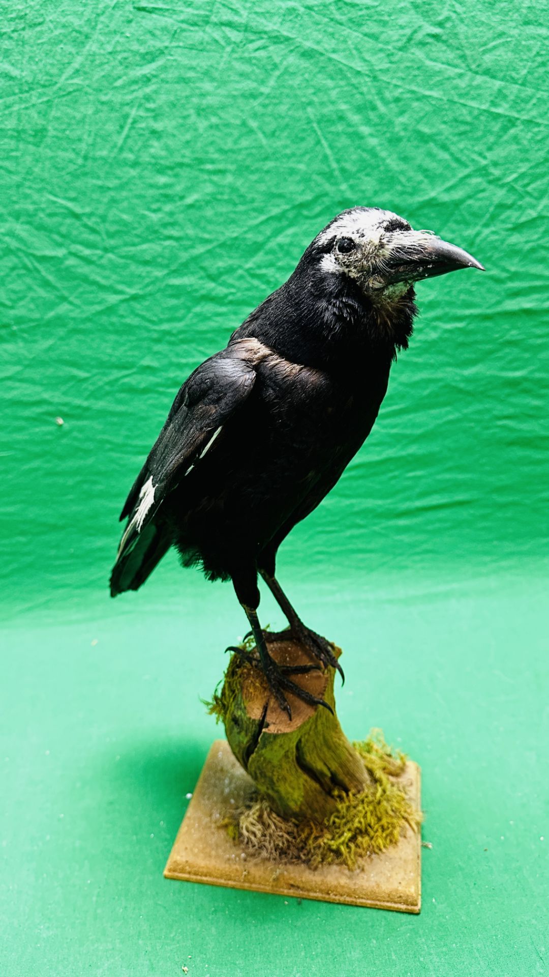 TAXIDERMY: A MOUNTED CROW IN A NATURALISTIC SETTING, W 22 X H 40CM.