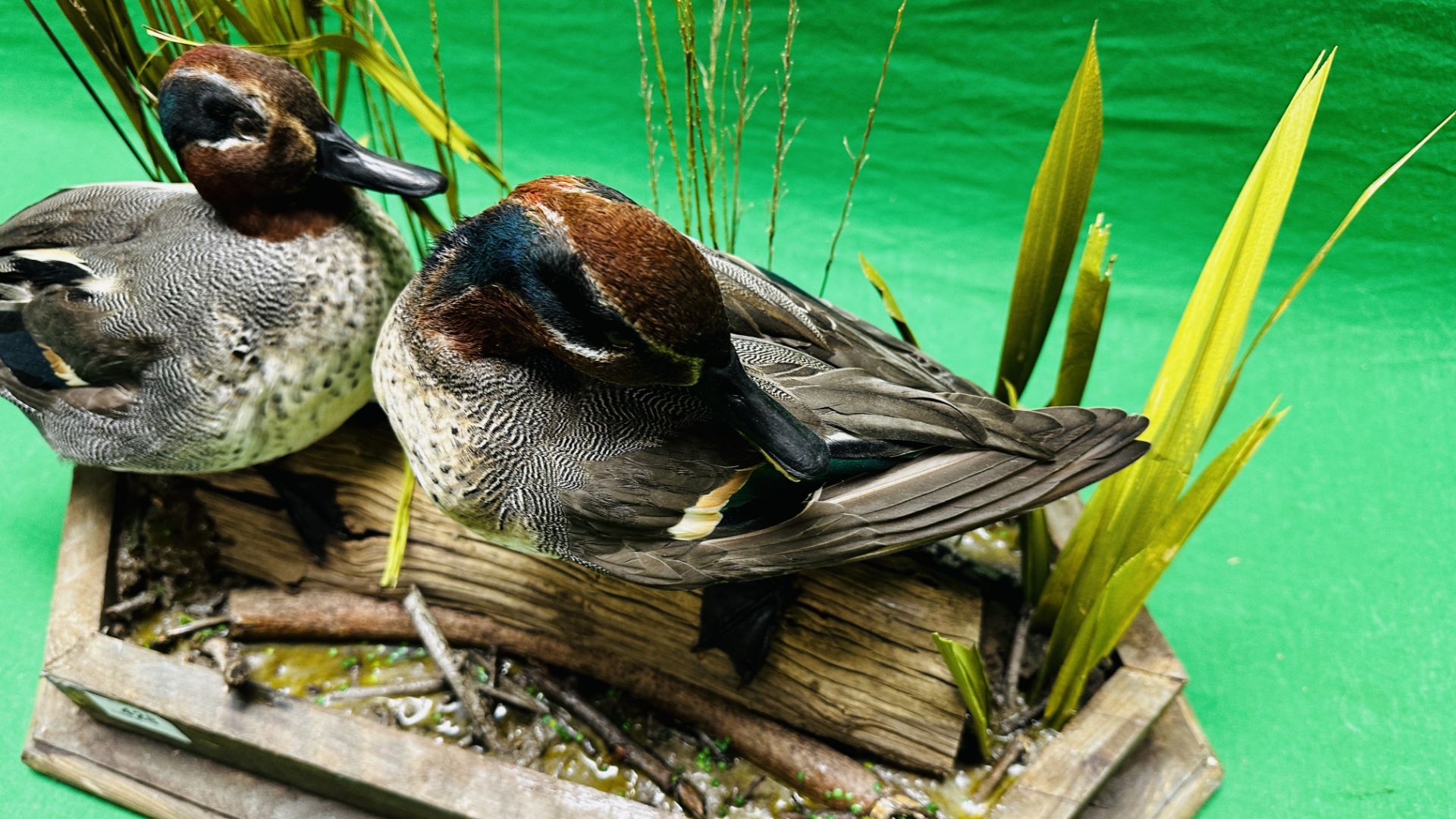 TAXIDERMY: A PAIR OF MOUNTED TEAL IN A NATURALISTIC SETTING, W 55 X H 44CM. - Image 8 of 18