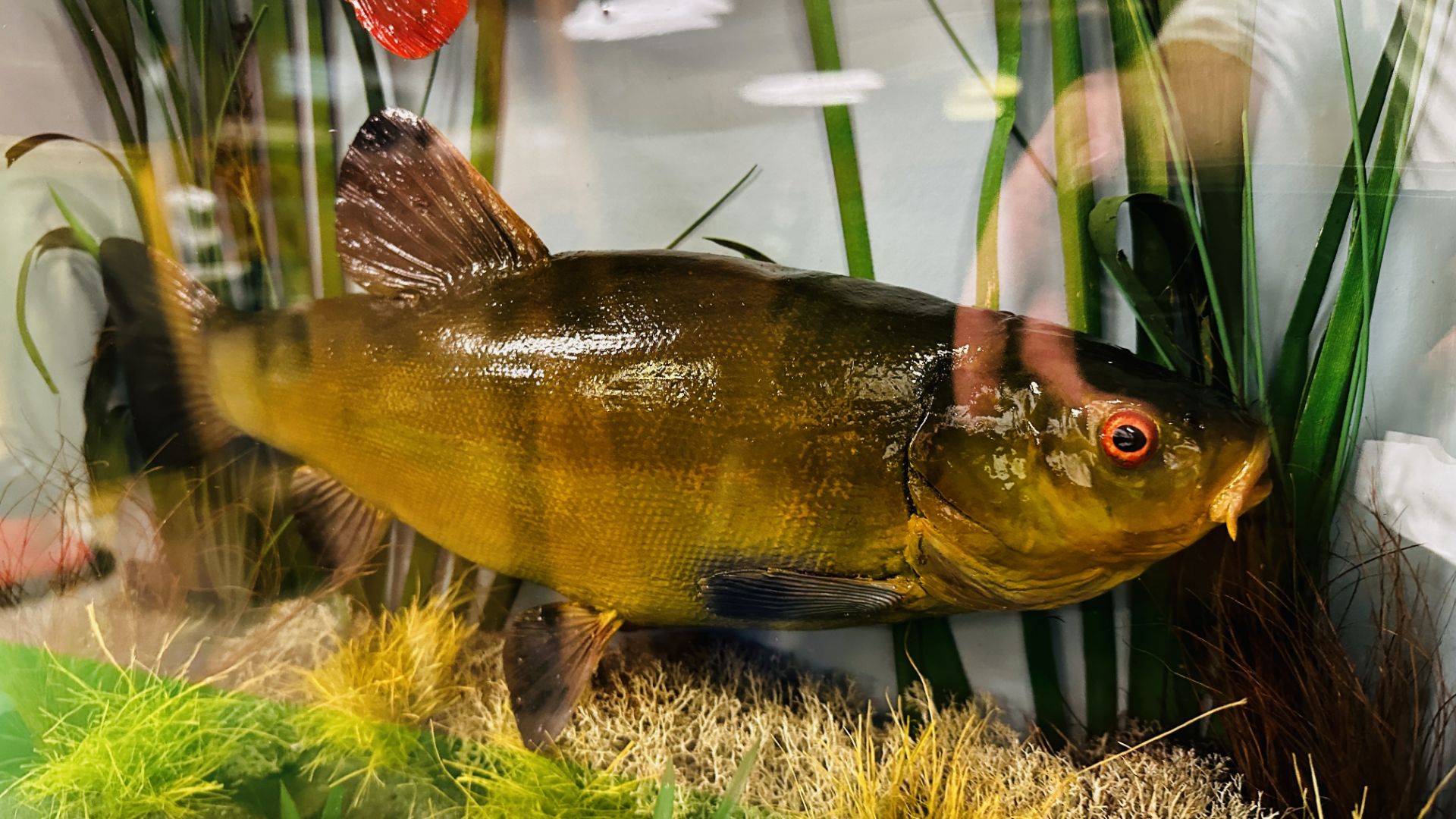 TAXIDERMY: A CASED STUDY OF A MOUNTED PERCH AND TENCH IN A NATURALISTIC SETTING, - Image 4 of 13