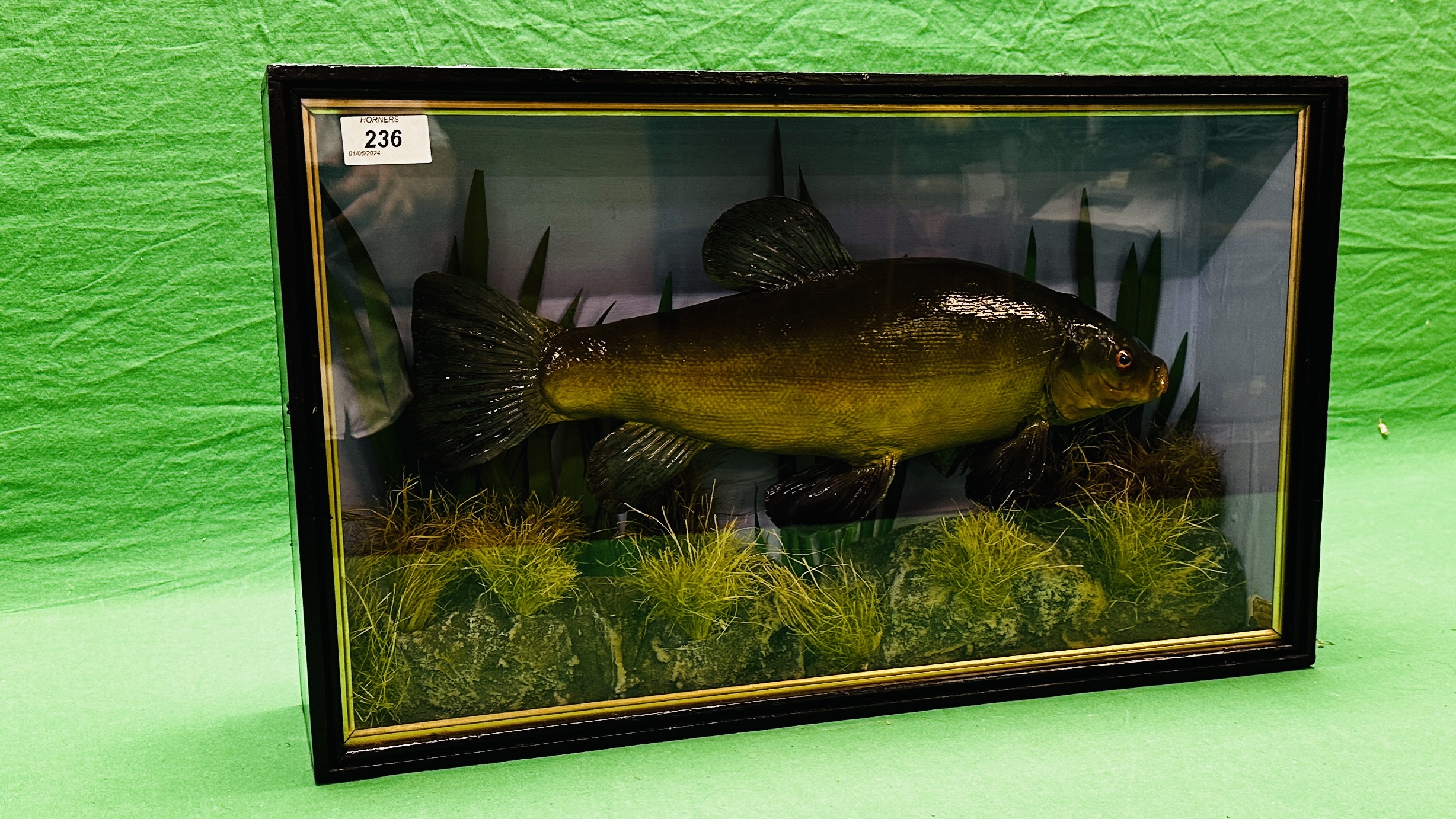 TAXIDERMY: A CASED STUDY OF A MOUNTED TENCH IN A NATURALISTIC SETTING, W 56 X D 13 X H 33CM. - Bild 9 aus 11