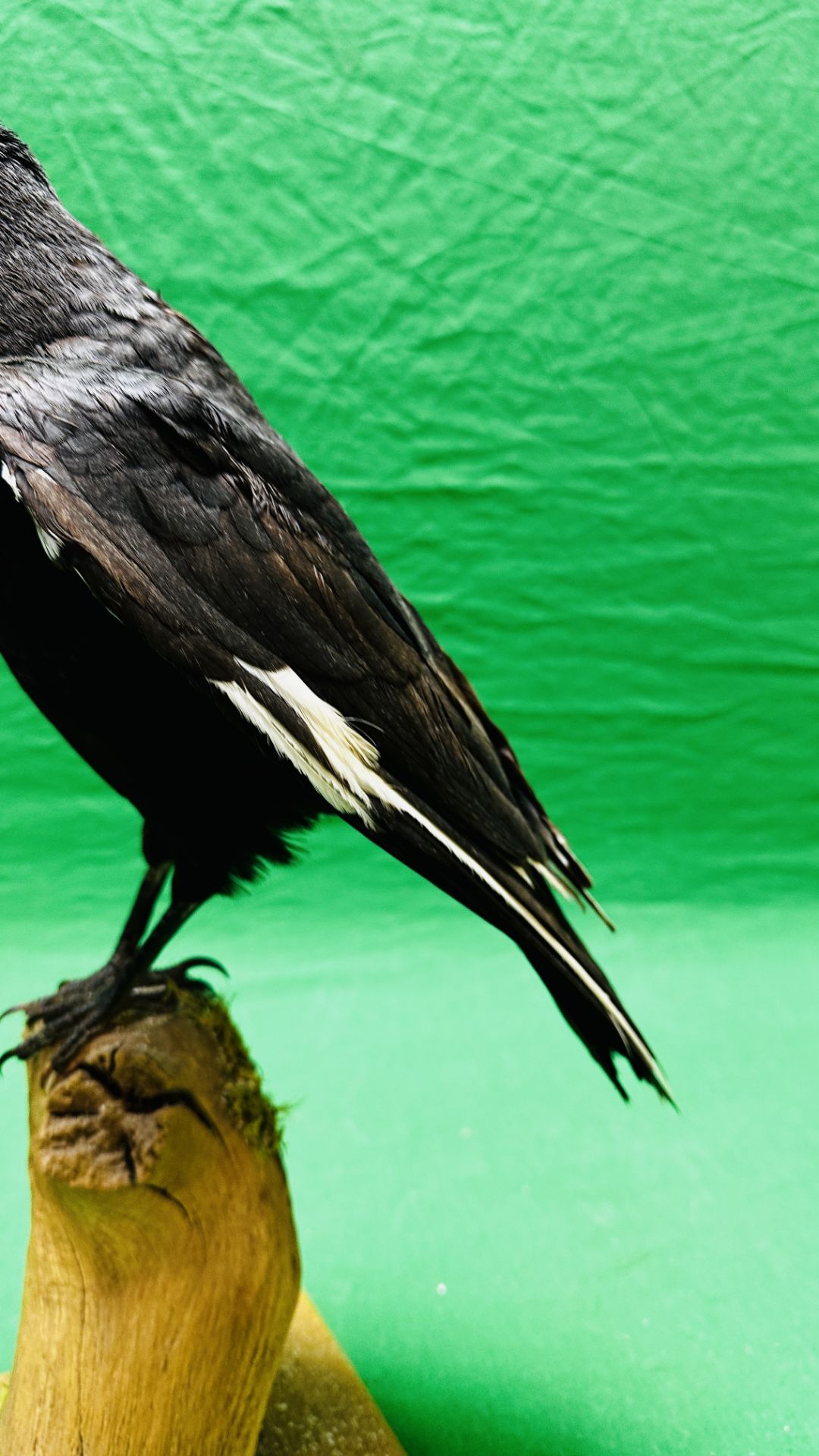 TAXIDERMY: A MOUNTED CROW IN A NATURALISTIC SETTING, W 22 X H 40CM. - Image 11 of 13