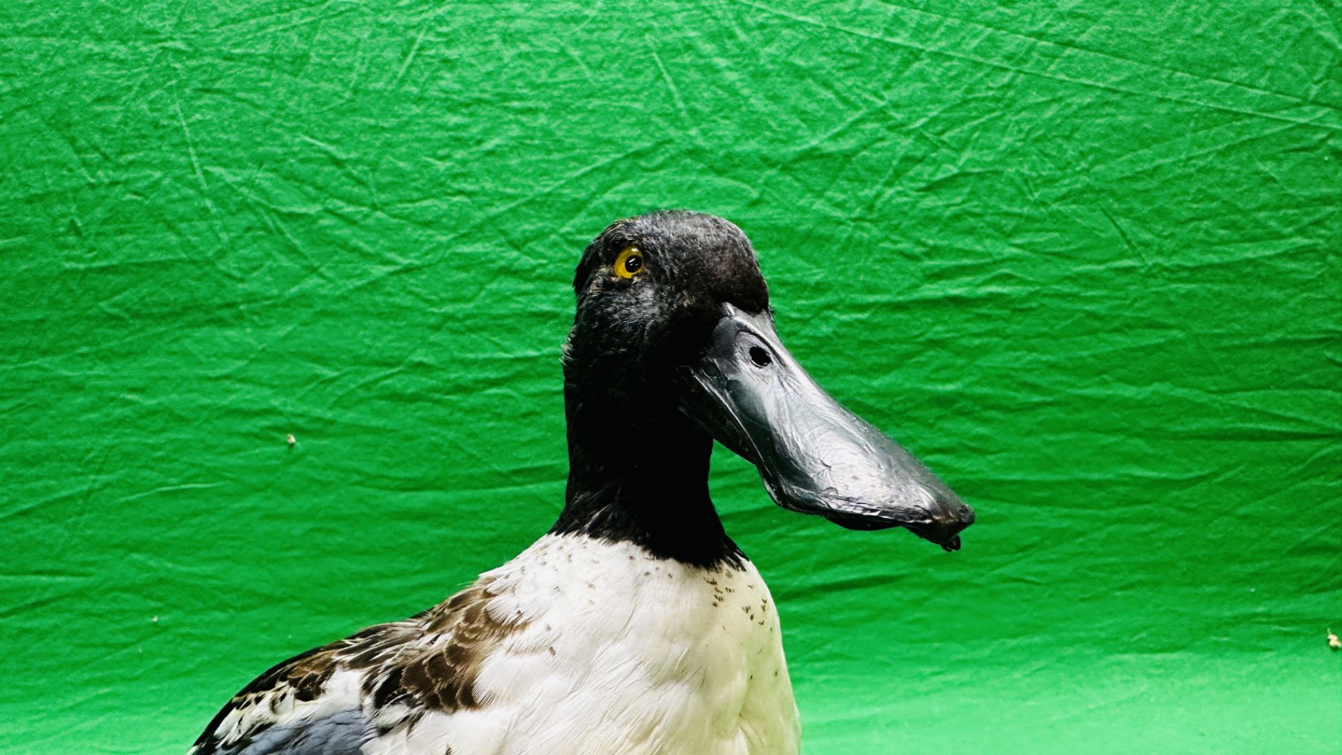 TAXIDERMY: A MOUNTED SHOVELER DUCK, W 32 X H 29CM. - Image 7 of 12