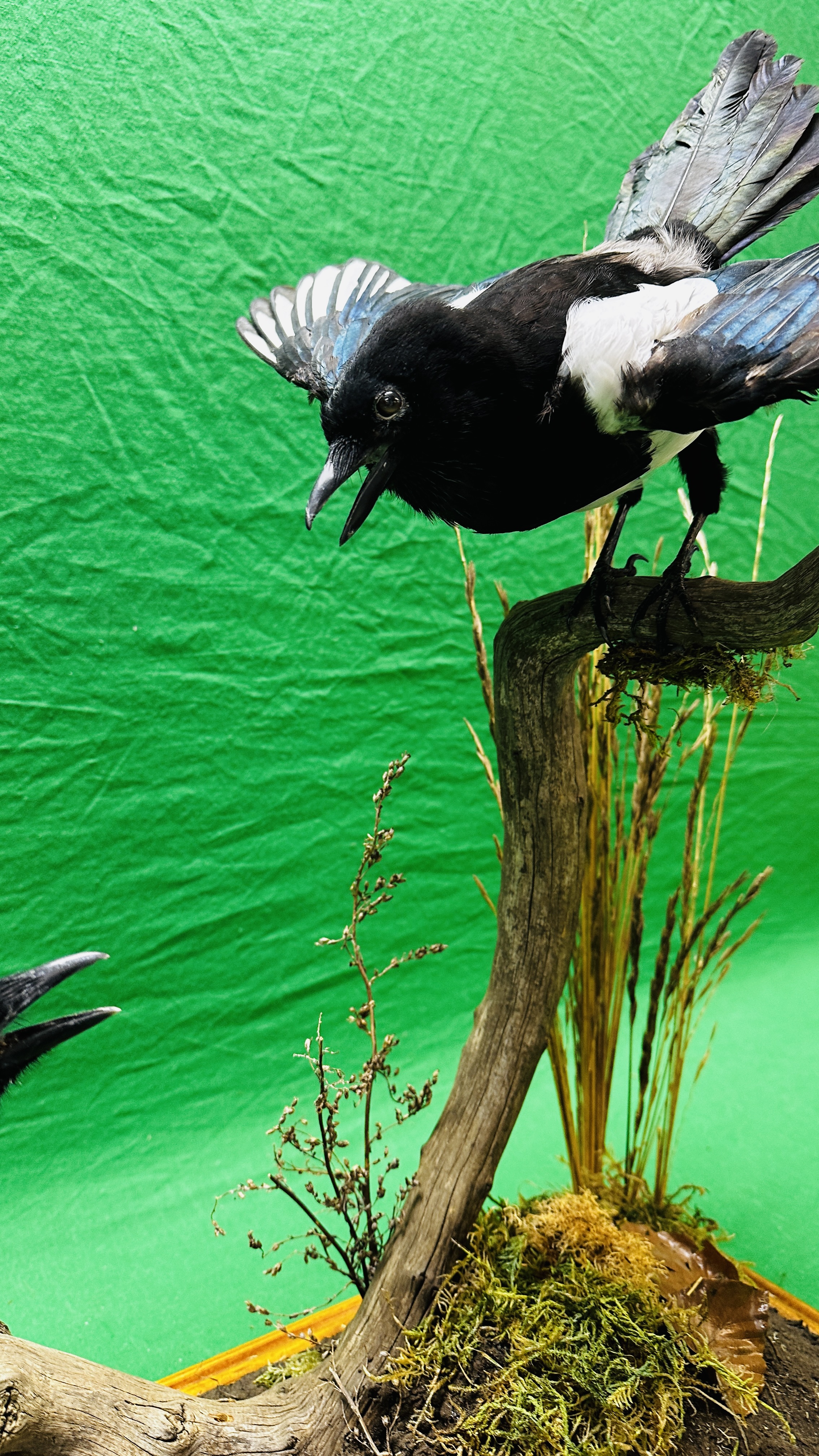 TAXIDERMY: A PAIR OF MOUNTED MAGPIES IN A NATURALISTIC SETTING, W 71 X D 28 X H 65CM. - Bild 16 aus 17