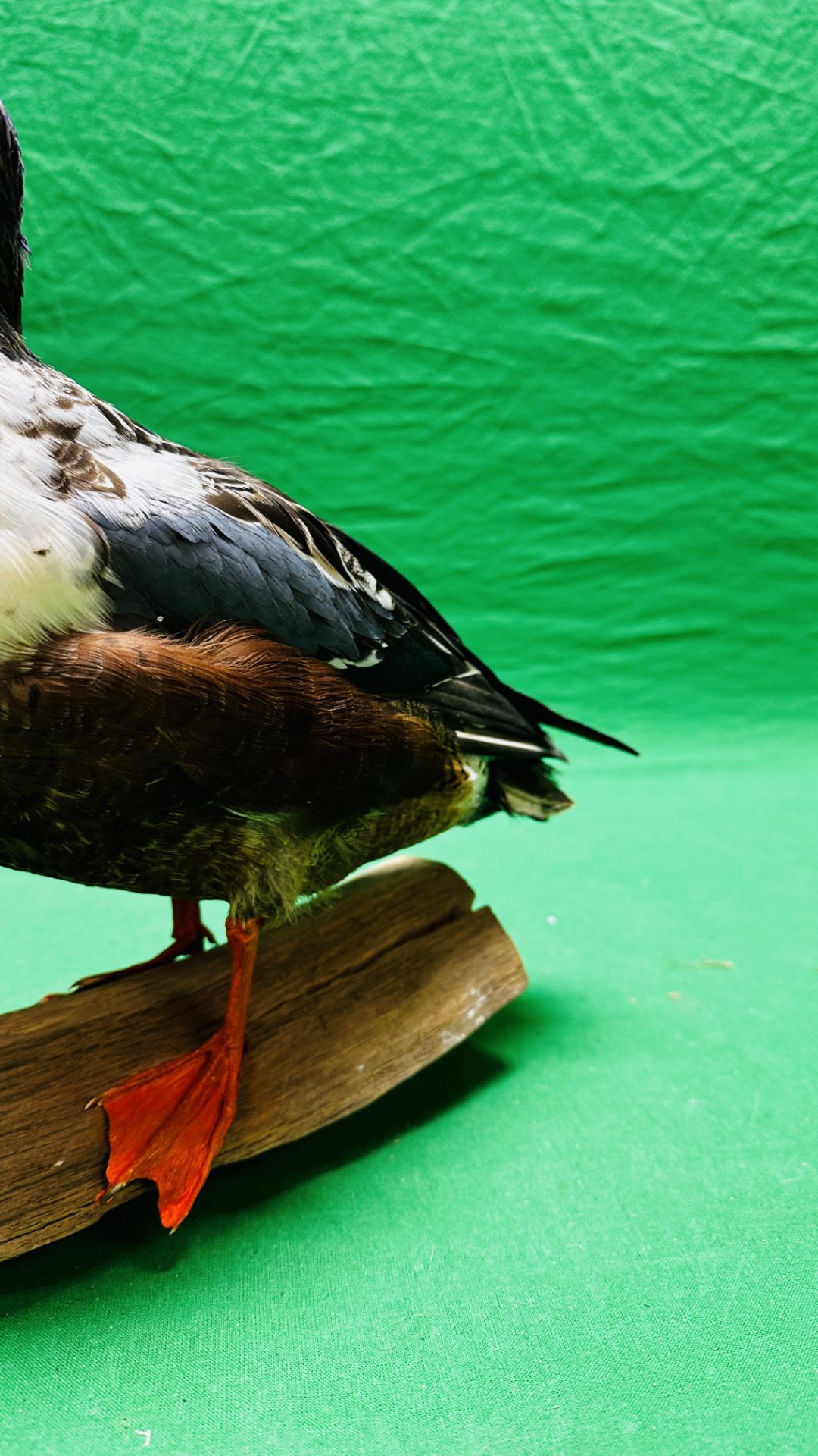 TAXIDERMY: A MOUNTED SHOVELER DUCK, W 32 X H 29CM. - Image 11 of 12