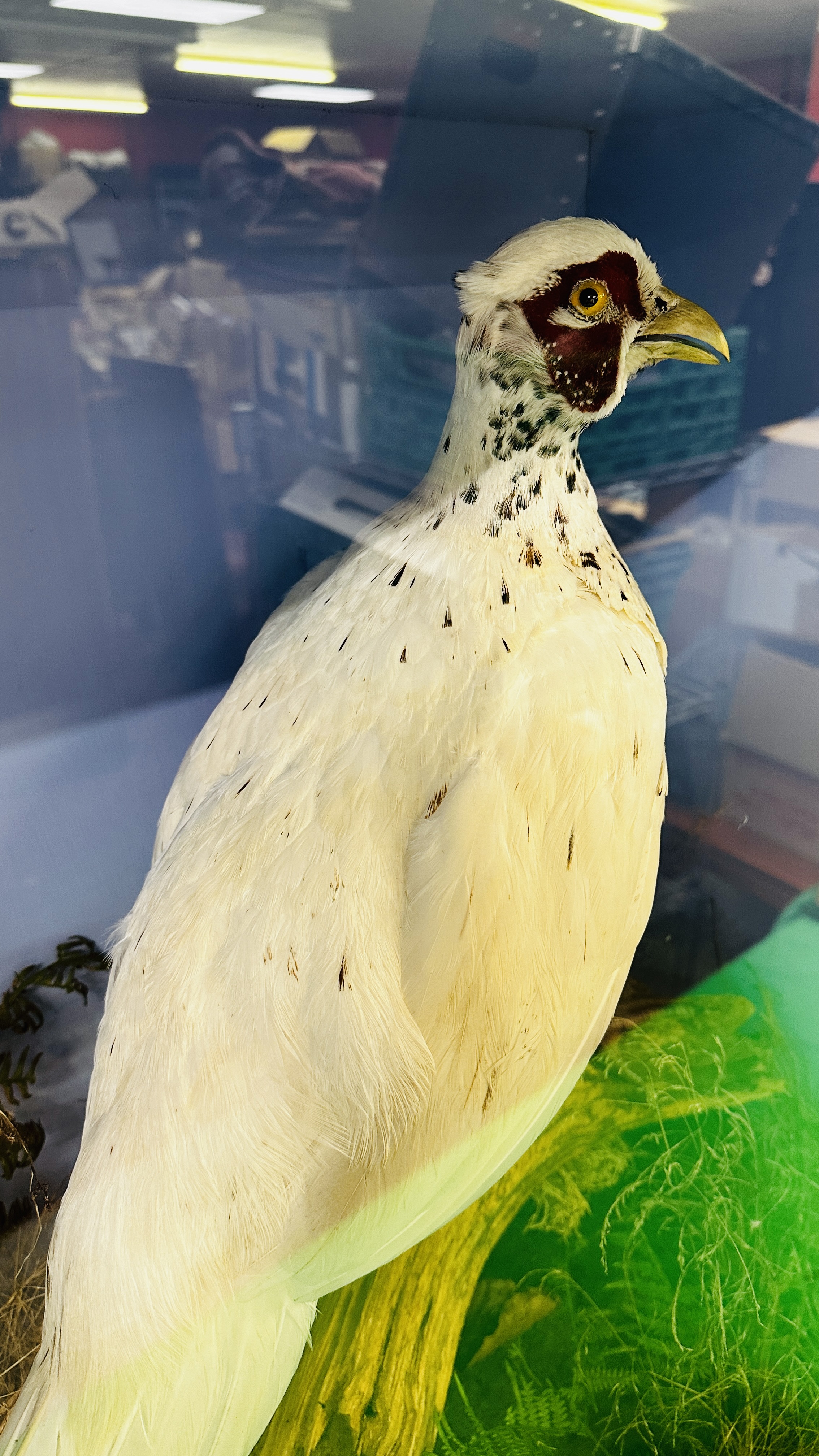 TAXIDERMY: A CASED STUDY OF A WHITE PHEASANT IN A NATURALISTIC SETTING, W 72 X D 29 X H 70CM. - Image 11 of 12