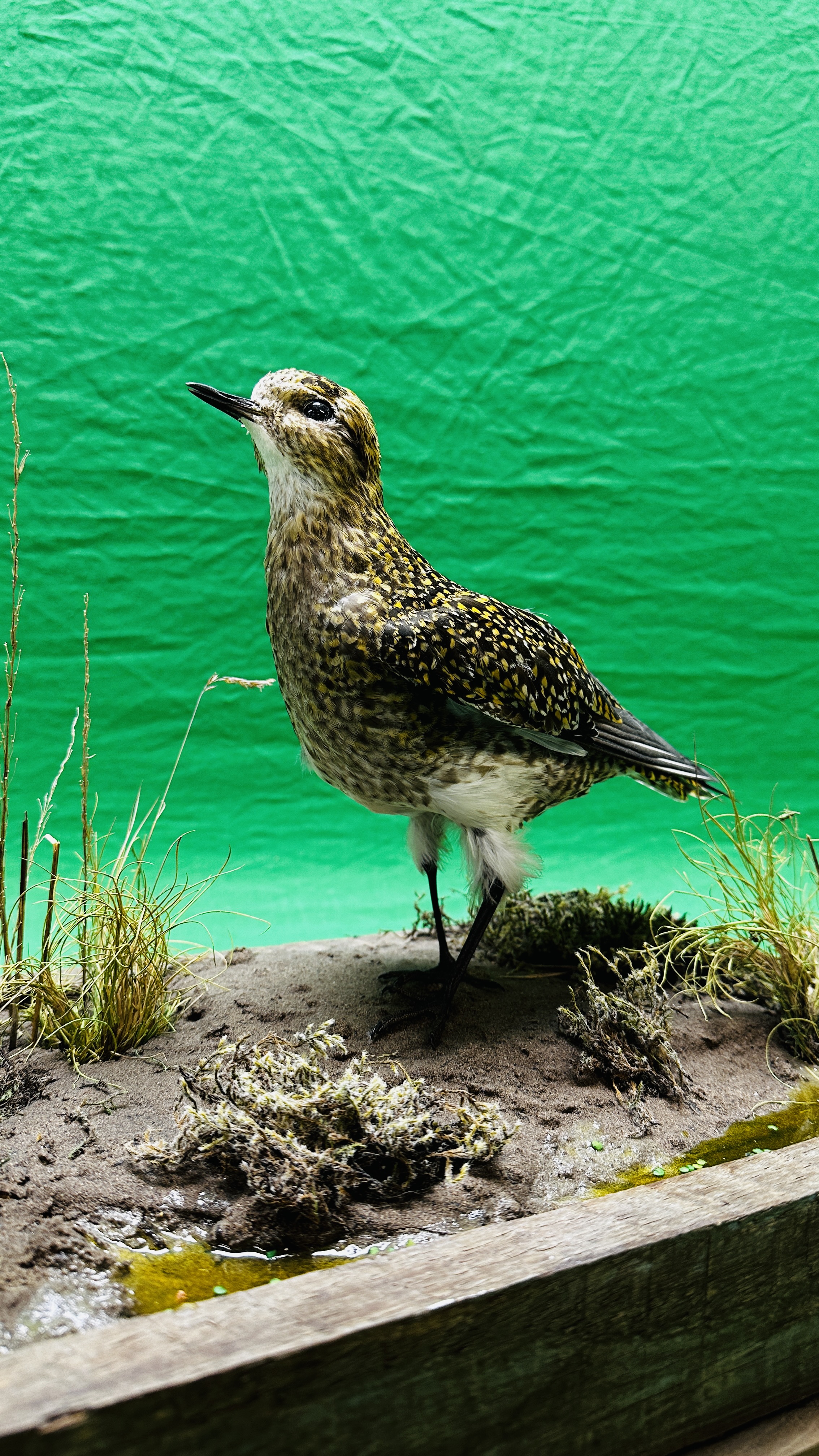 TAXIDERMY: A MOUNTED PAIR OF GOLDEN PLOVER IN A NATURALISTIC SETTING, W 60 X H 34CM. - Bild 10 aus 12