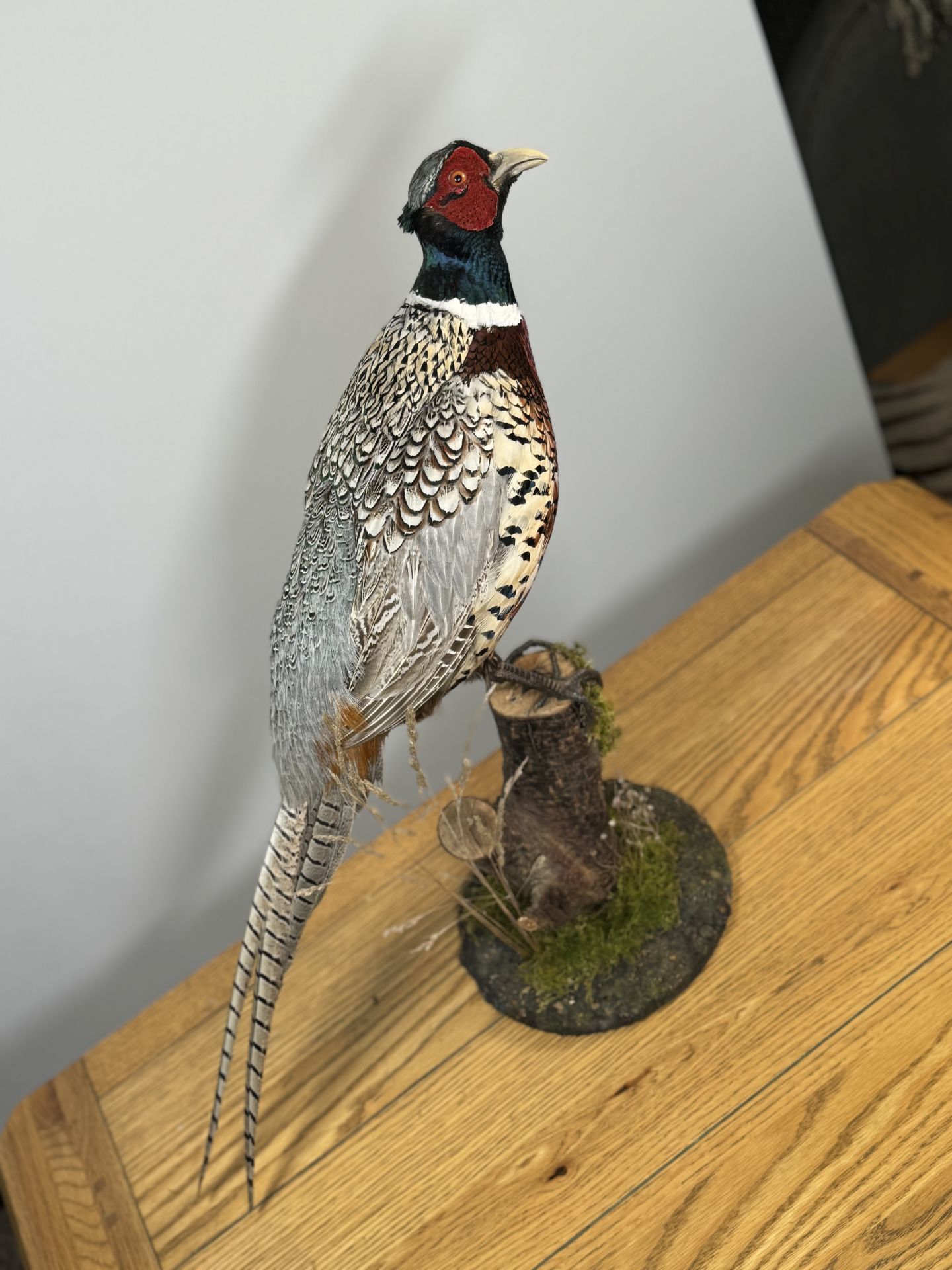TAXIDERMY: A MOUNTED PHEASANT IN A NATURALISTIC SETTING, H 53CM.