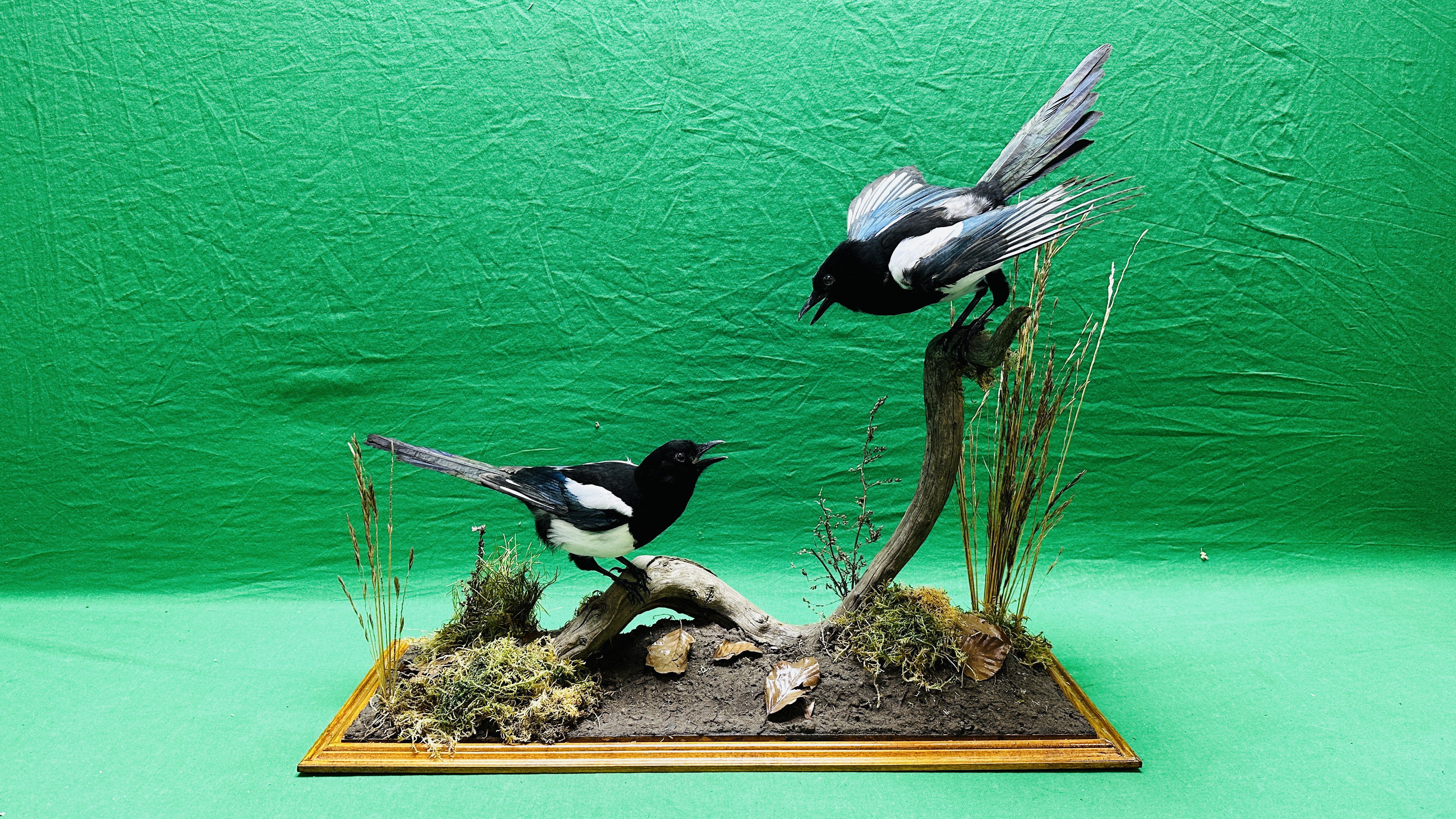 TAXIDERMY: A PAIR OF MOUNTED MAGPIES IN A NATURALISTIC SETTING, W 71 X D 28 X H 65CM.