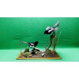 TAXIDERMY: A PAIR OF MOUNTED MAGPIES IN A NATURALISTIC SETTING, W 71 X D 28 X H 65CM.