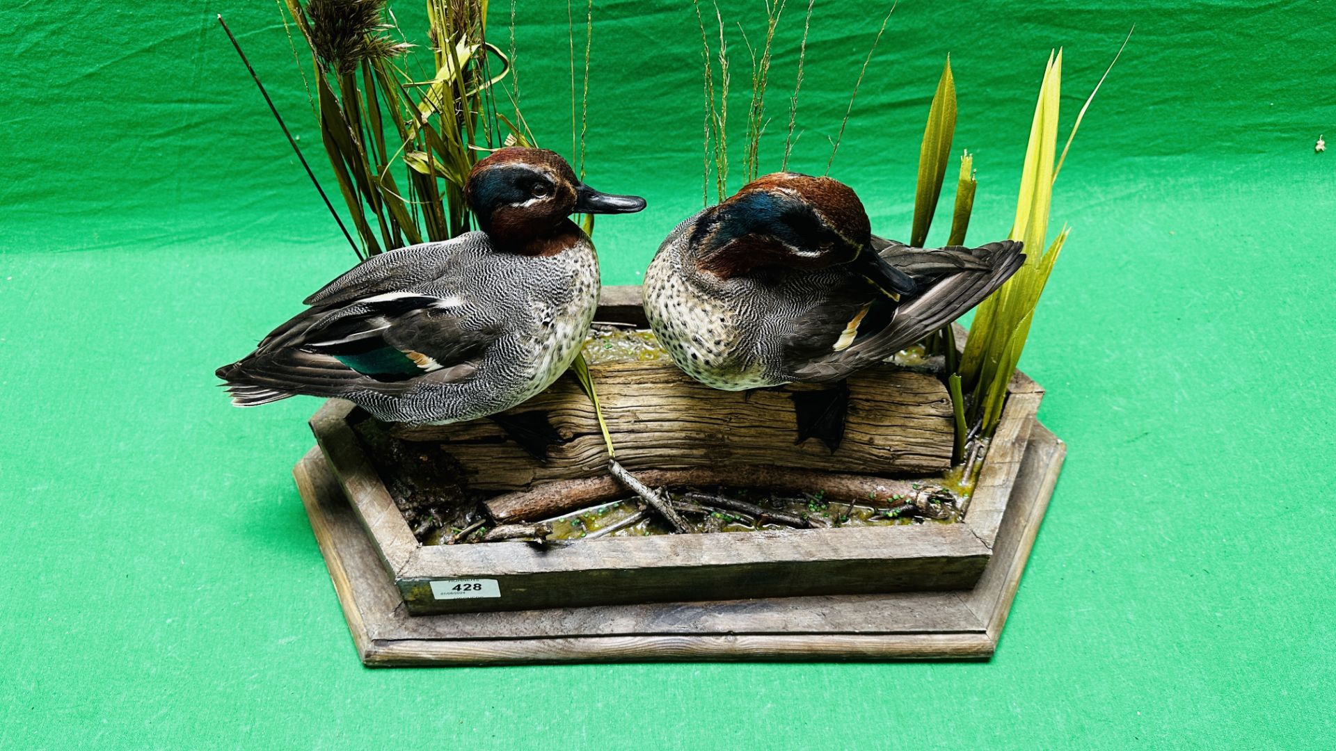 TAXIDERMY: A PAIR OF MOUNTED TEAL IN A NATURALISTIC SETTING, W 55 X H 44CM. - Image 5 of 18