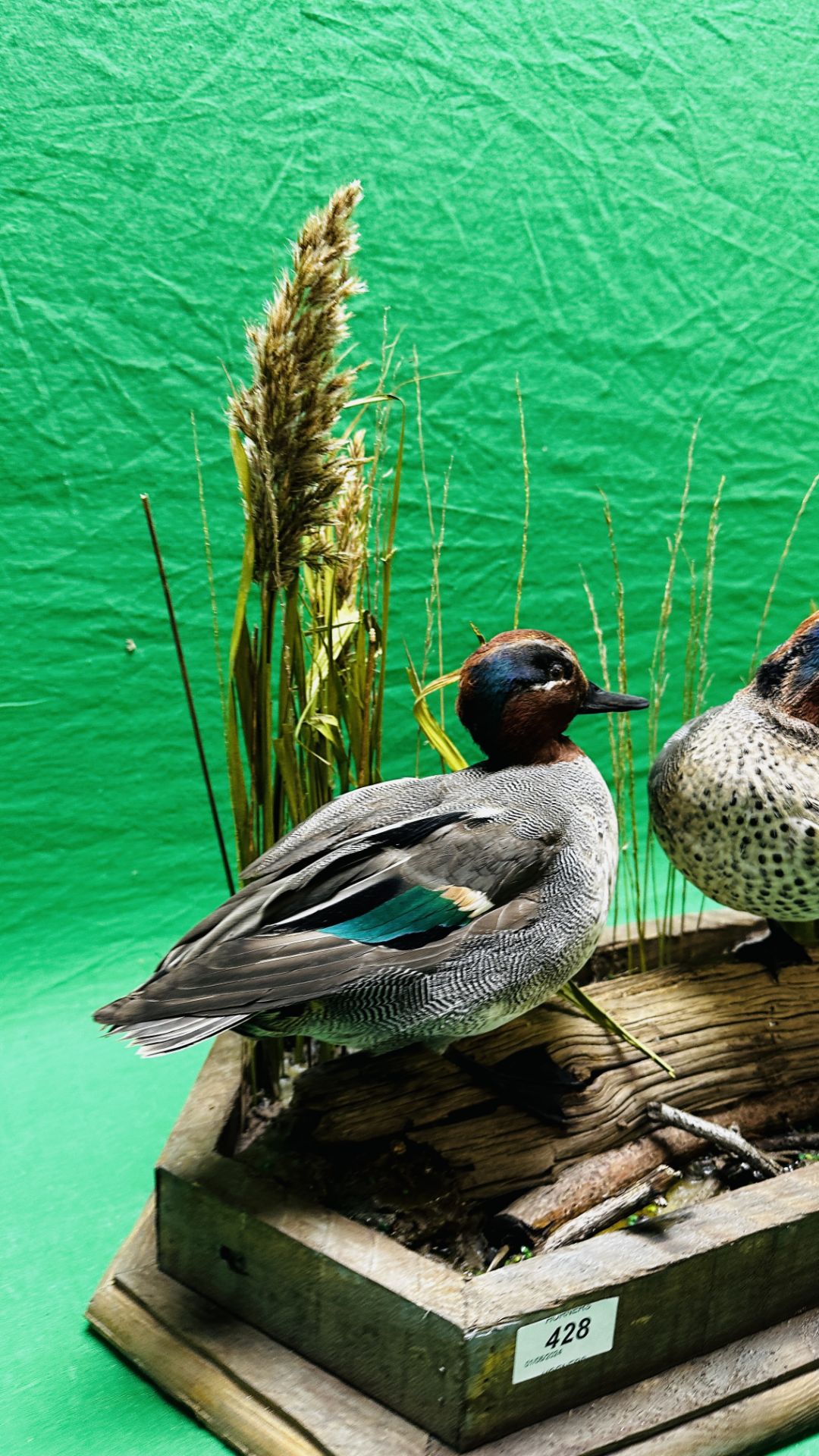 TAXIDERMY: A PAIR OF MOUNTED TEAL IN A NATURALISTIC SETTING, W 55 X H 44CM. - Image 12 of 18