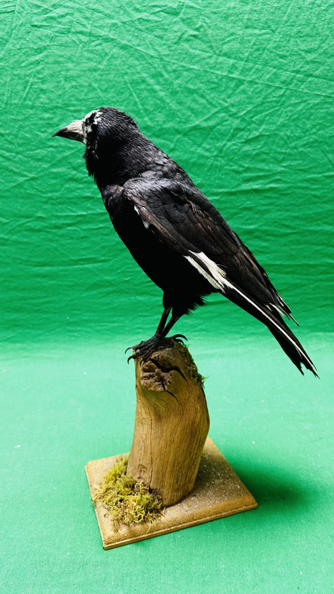 TAXIDERMY: A MOUNTED CROW IN A NATURALISTIC SETTING, W 22 X H 40CM. - Image 9 of 13