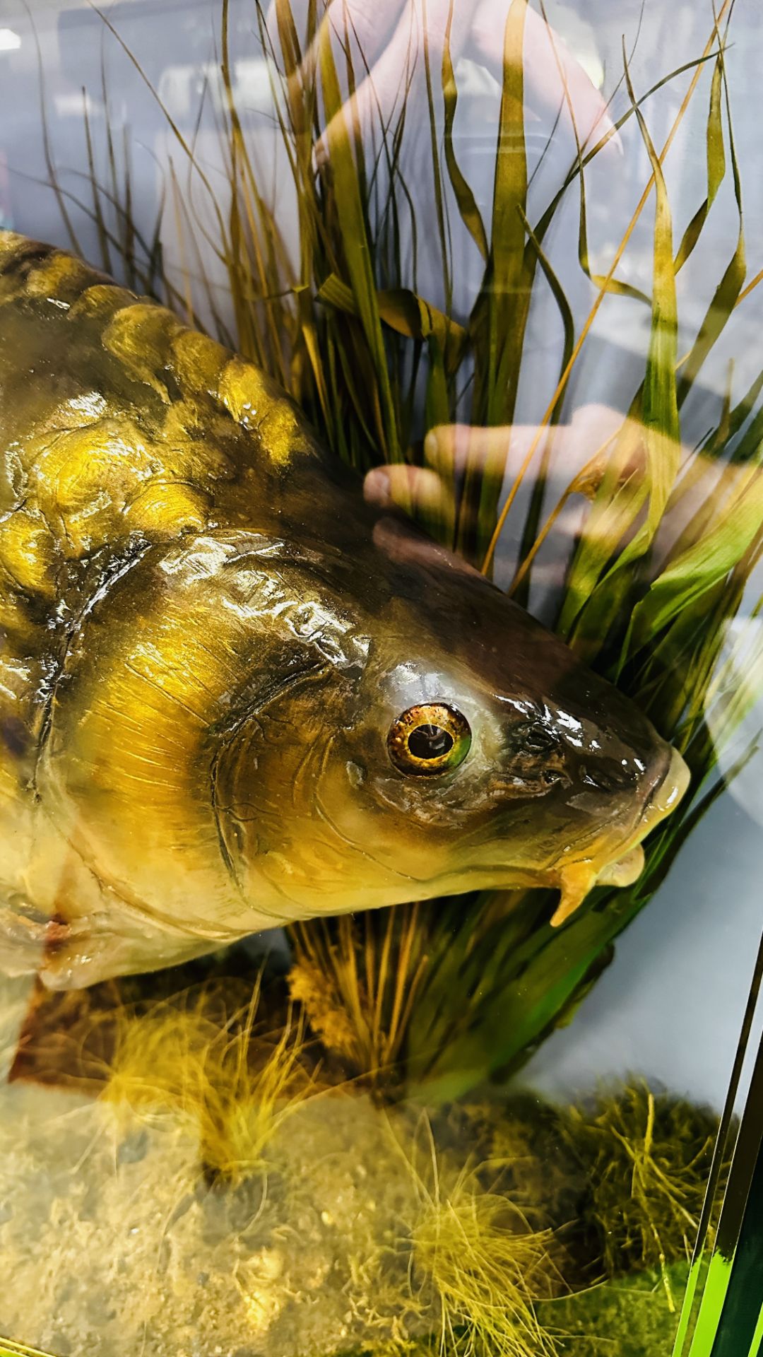 TAXIDERMY: A BOW FRONTED CASED STUDY OF A MOUNTED CARP IN A NATURALISTIC SETTING, - Image 8 of 14