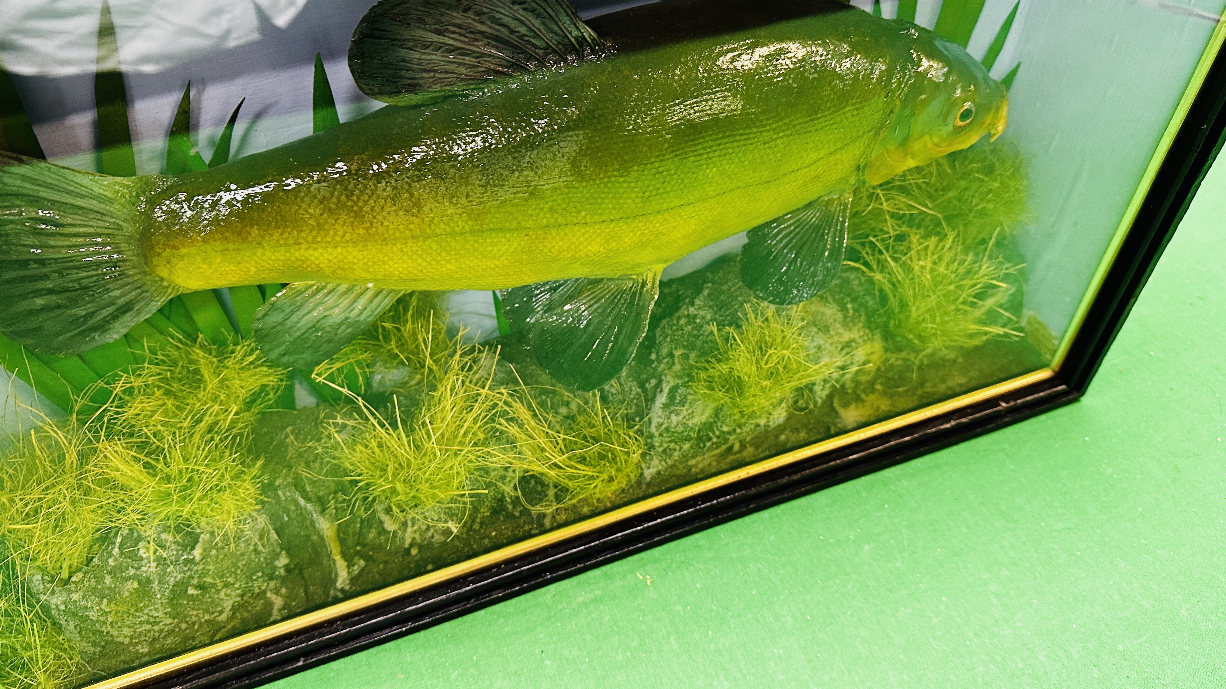 TAXIDERMY: A CASED STUDY OF A MOUNTED TENCH IN A NATURALISTIC SETTING, W 56 X D 13 X H 33CM. - Bild 8 aus 11