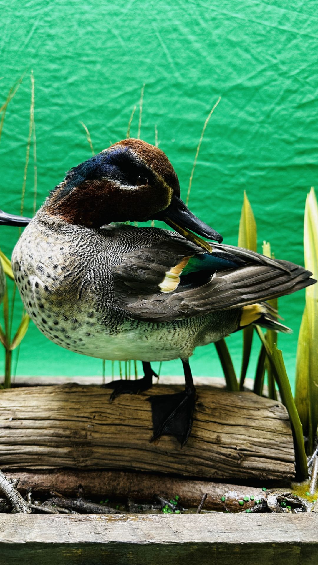 TAXIDERMY: A PAIR OF MOUNTED TEAL IN A NATURALISTIC SETTING, W 55 X H 44CM. - Image 17 of 18