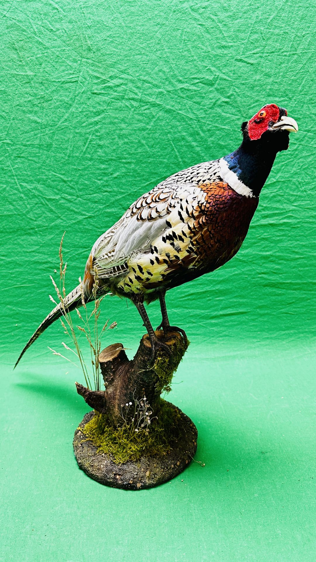 TAXIDERMY: A MOUNTED PHEASANT IN A NATURALISTIC SETTING, H 53CM. - Image 2 of 16