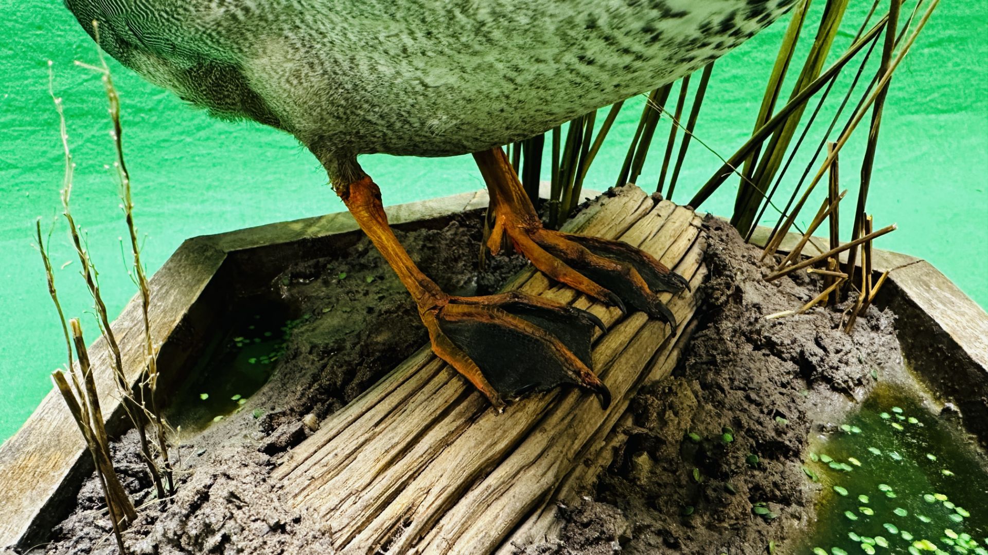 TAXIDERMY: A MOUNTED GADWALL IN A NATURALISTIC SETTING, W 31 X H 53CM. - Image 12 of 12