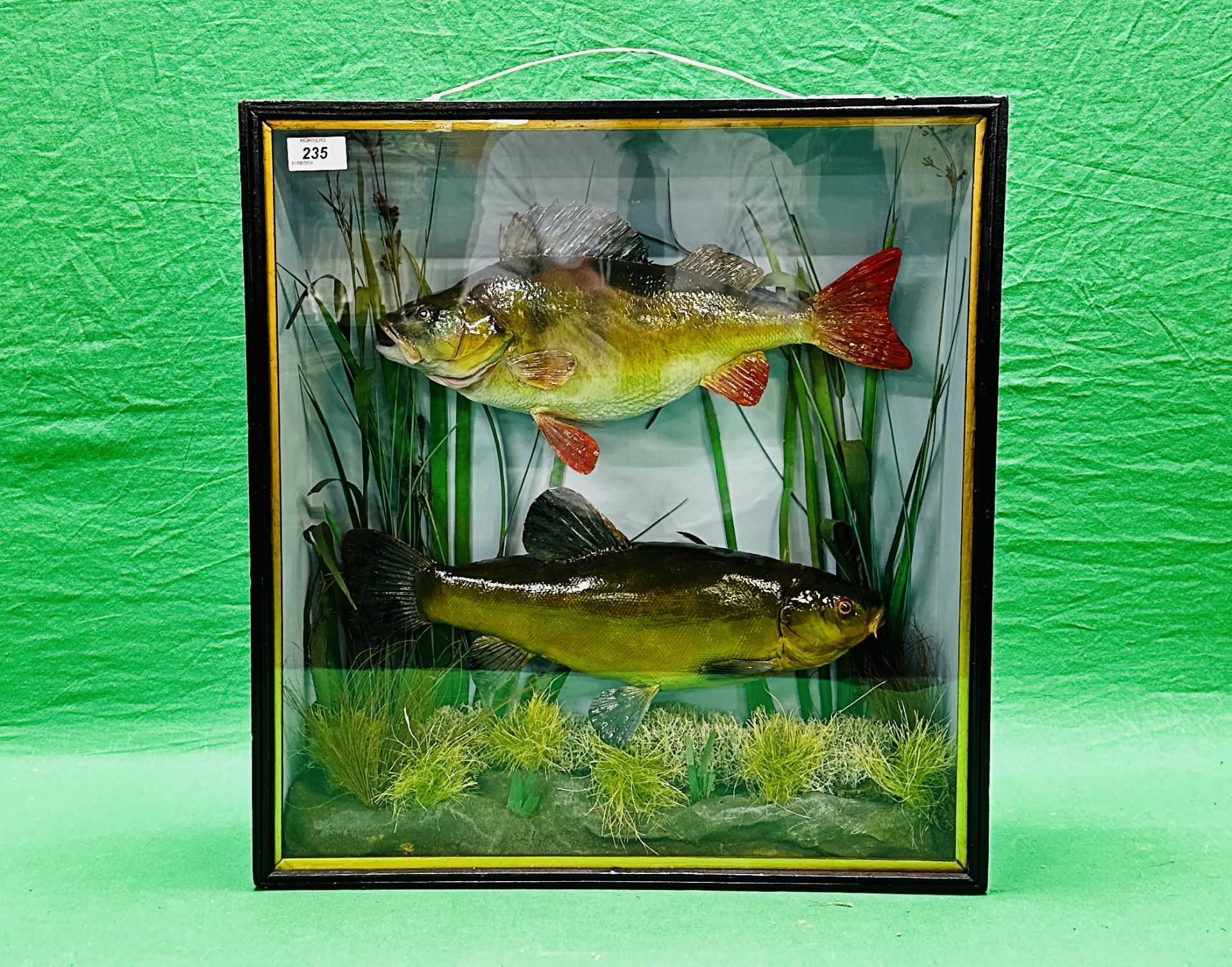 TAXIDERMY: A CASED STUDY OF A MOUNTED PERCH AND TENCH IN A NATURALISTIC SETTING, - Image 12 of 13