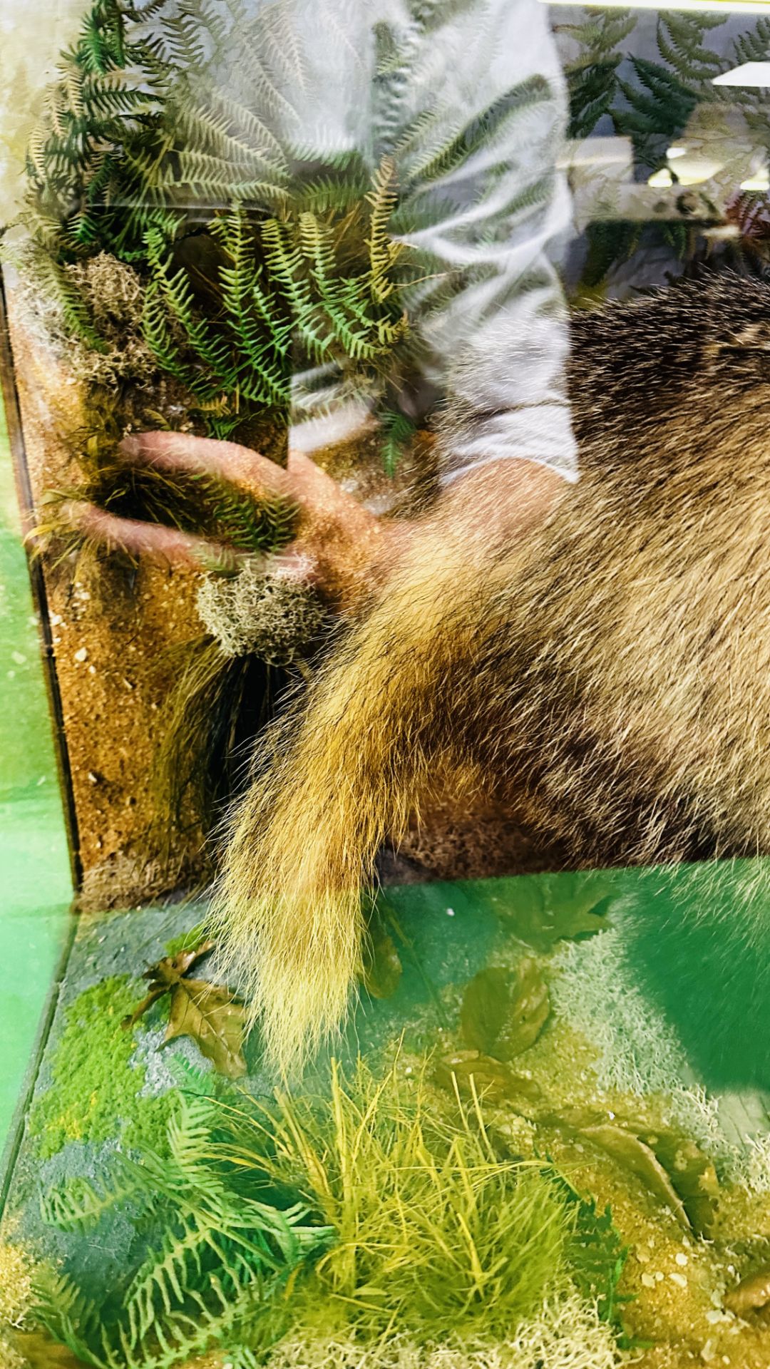 TAXIDERMY: A CASED STUDY OF A BADGER IN A NATURALISTIC SETTING, W 92 X D 41 X H 63CM. - Image 10 of 22