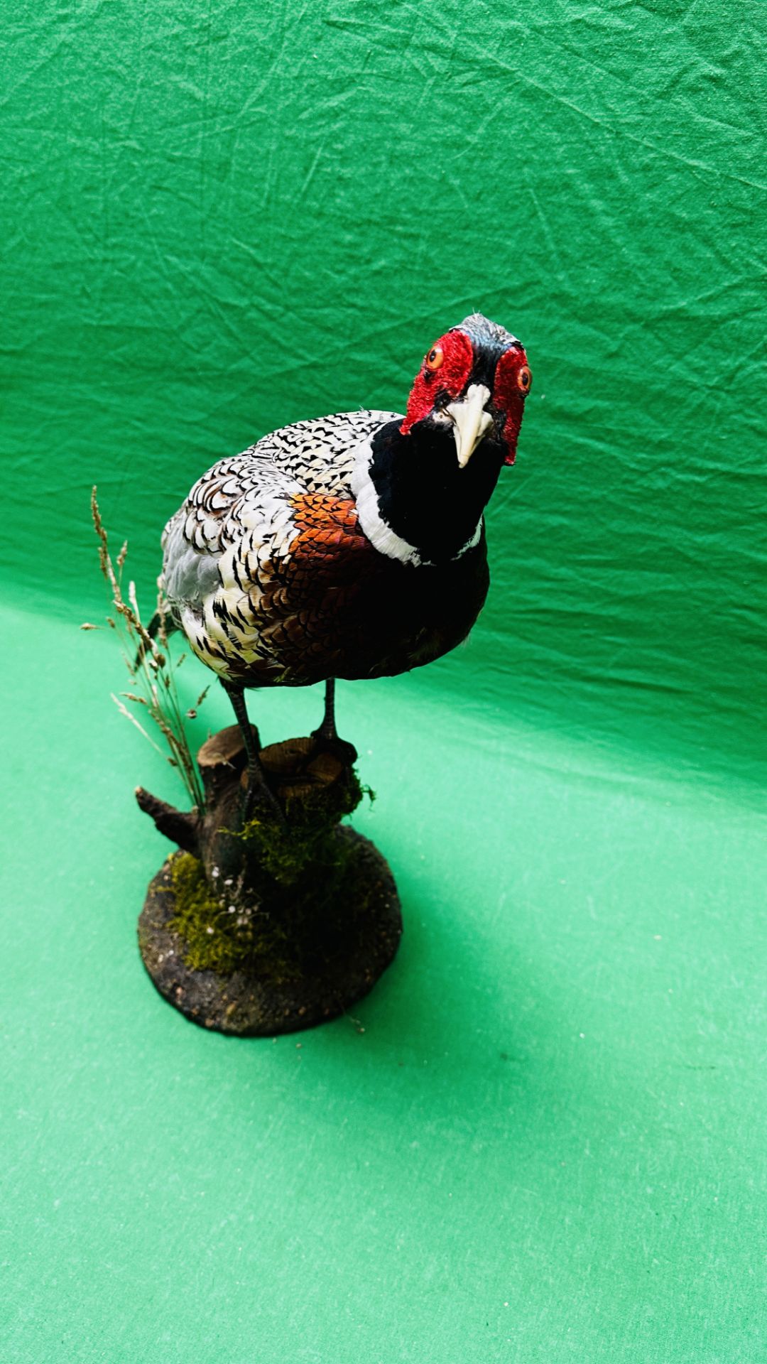 TAXIDERMY: A MOUNTED PHEASANT IN A NATURALISTIC SETTING, H 53CM. - Image 10 of 16