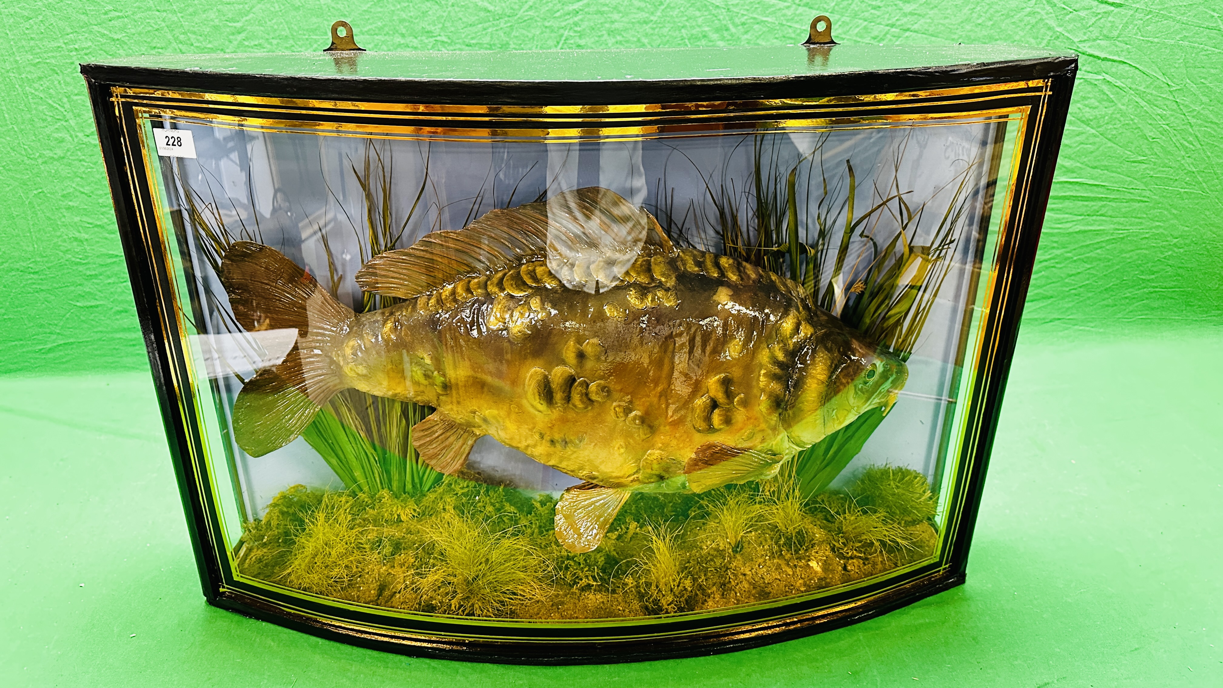 TAXIDERMY: A BOW FRONTED CASED STUDY OF A MOUNTED CARP IN A NATURALISTIC SETTING, - Bild 2 aus 14