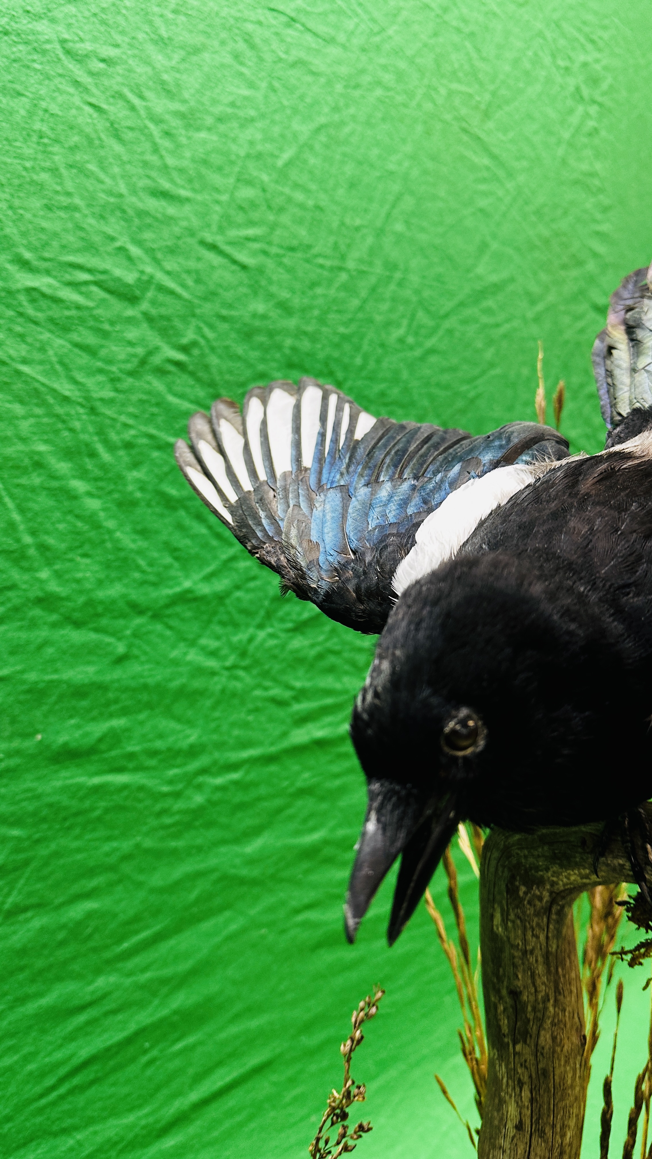 TAXIDERMY: A PAIR OF MOUNTED MAGPIES IN A NATURALISTIC SETTING, W 71 X D 28 X H 65CM. - Bild 17 aus 17