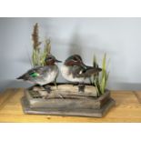 TAXIDERMY: A PAIR OF MOUNTED TEAL IN A NATURALISTIC SETTING, W 55 X H 44CM.