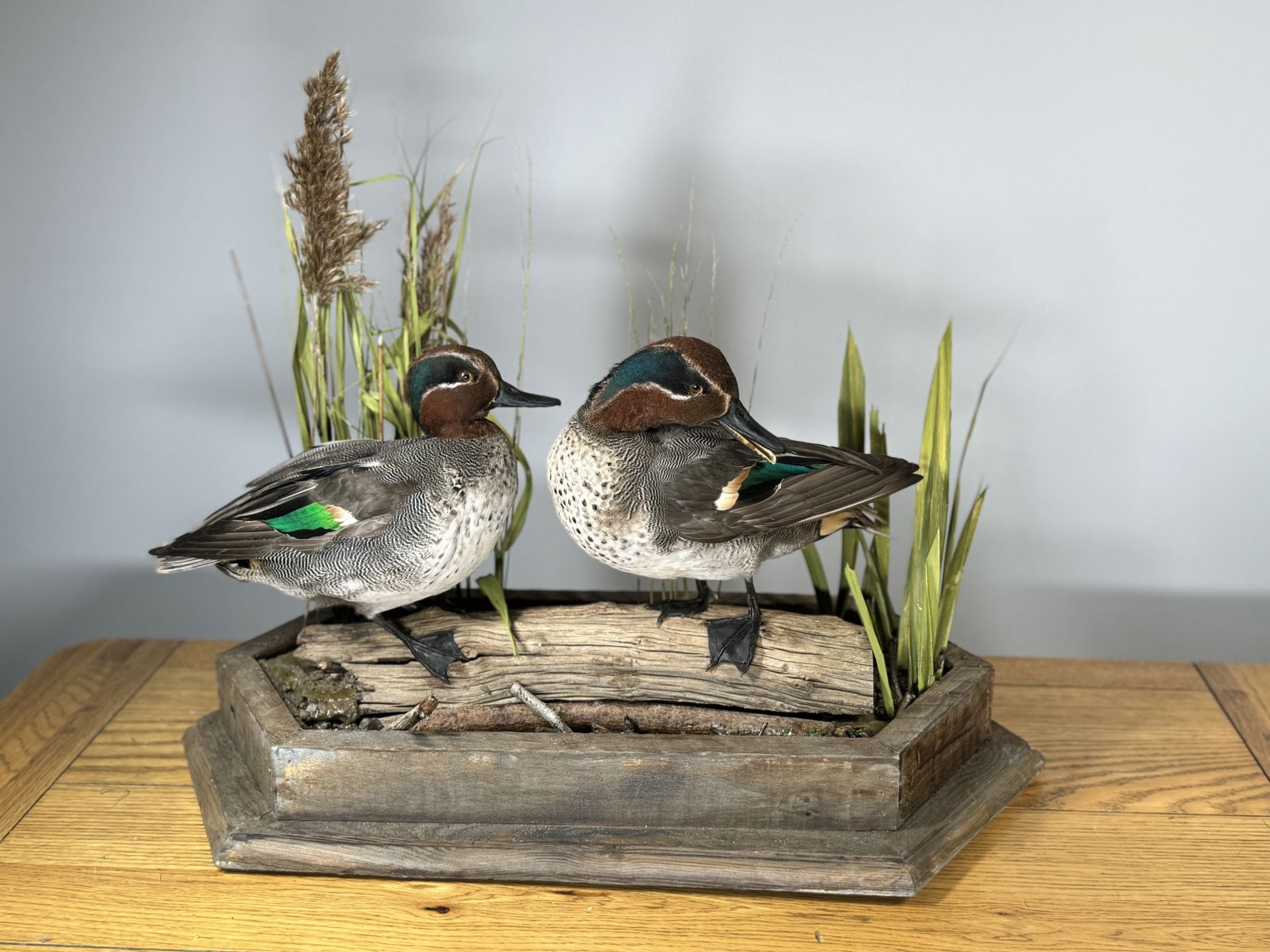 TAXIDERMY: A PAIR OF MOUNTED TEAL IN A NATURALISTIC SETTING, W 55 X H 44CM.