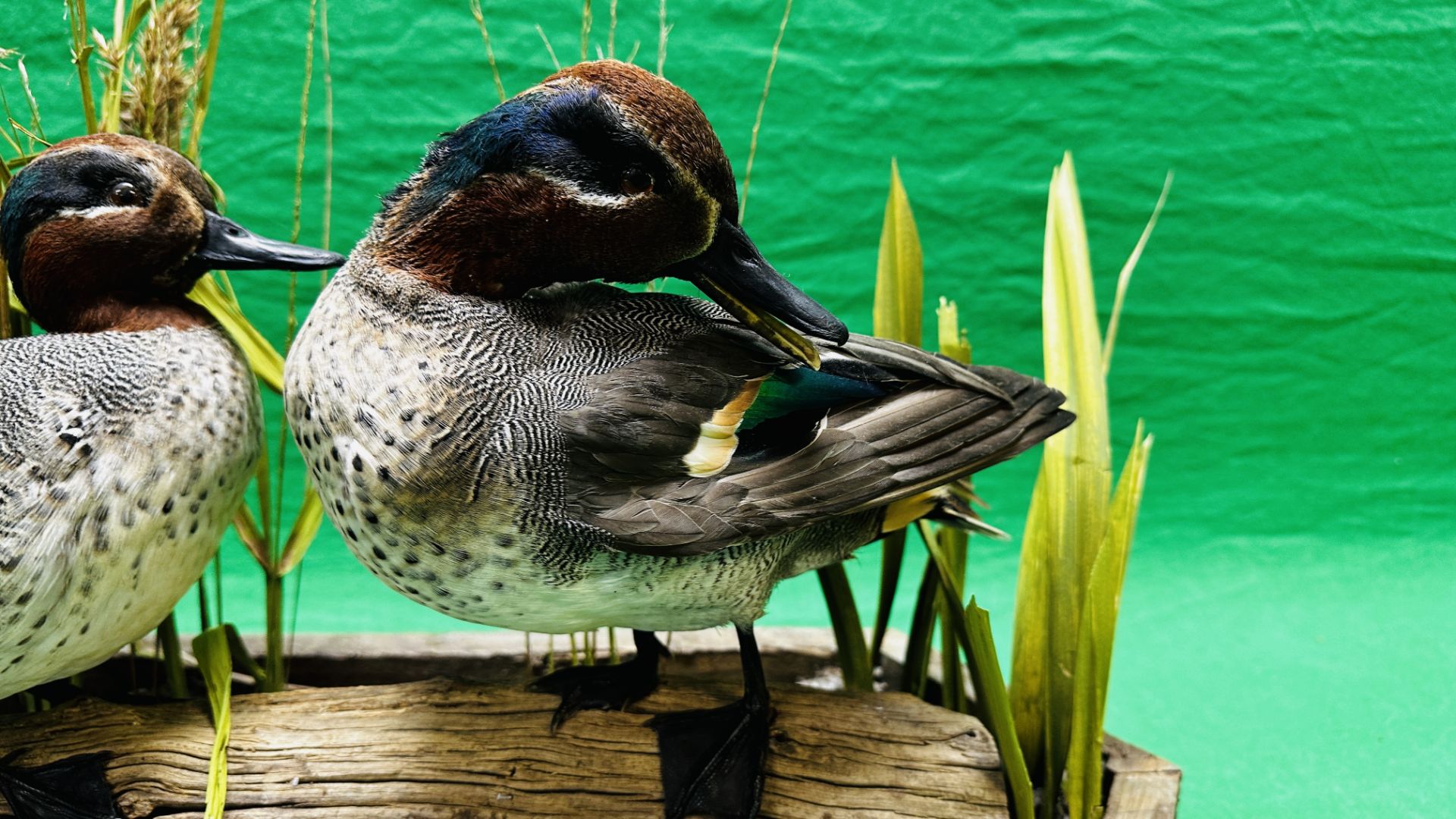 TAXIDERMY: A PAIR OF MOUNTED TEAL IN A NATURALISTIC SETTING, W 55 X H 44CM. - Image 3 of 18