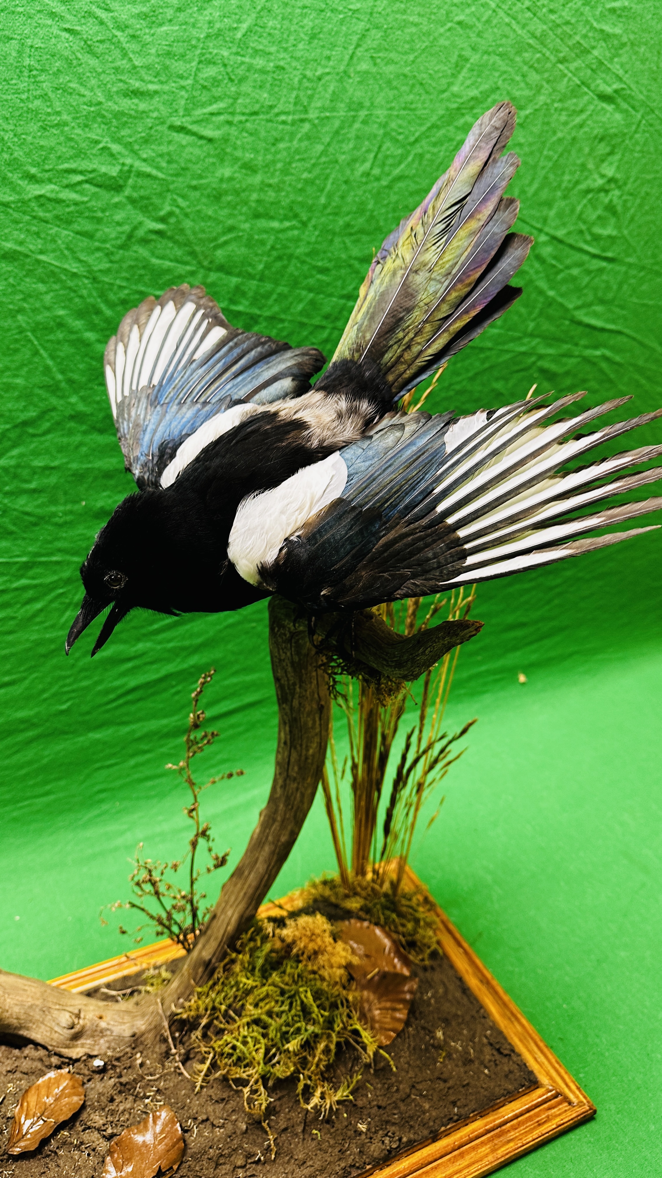 TAXIDERMY: A PAIR OF MOUNTED MAGPIES IN A NATURALISTIC SETTING, W 71 X D 28 X H 65CM. - Image 5 of 17