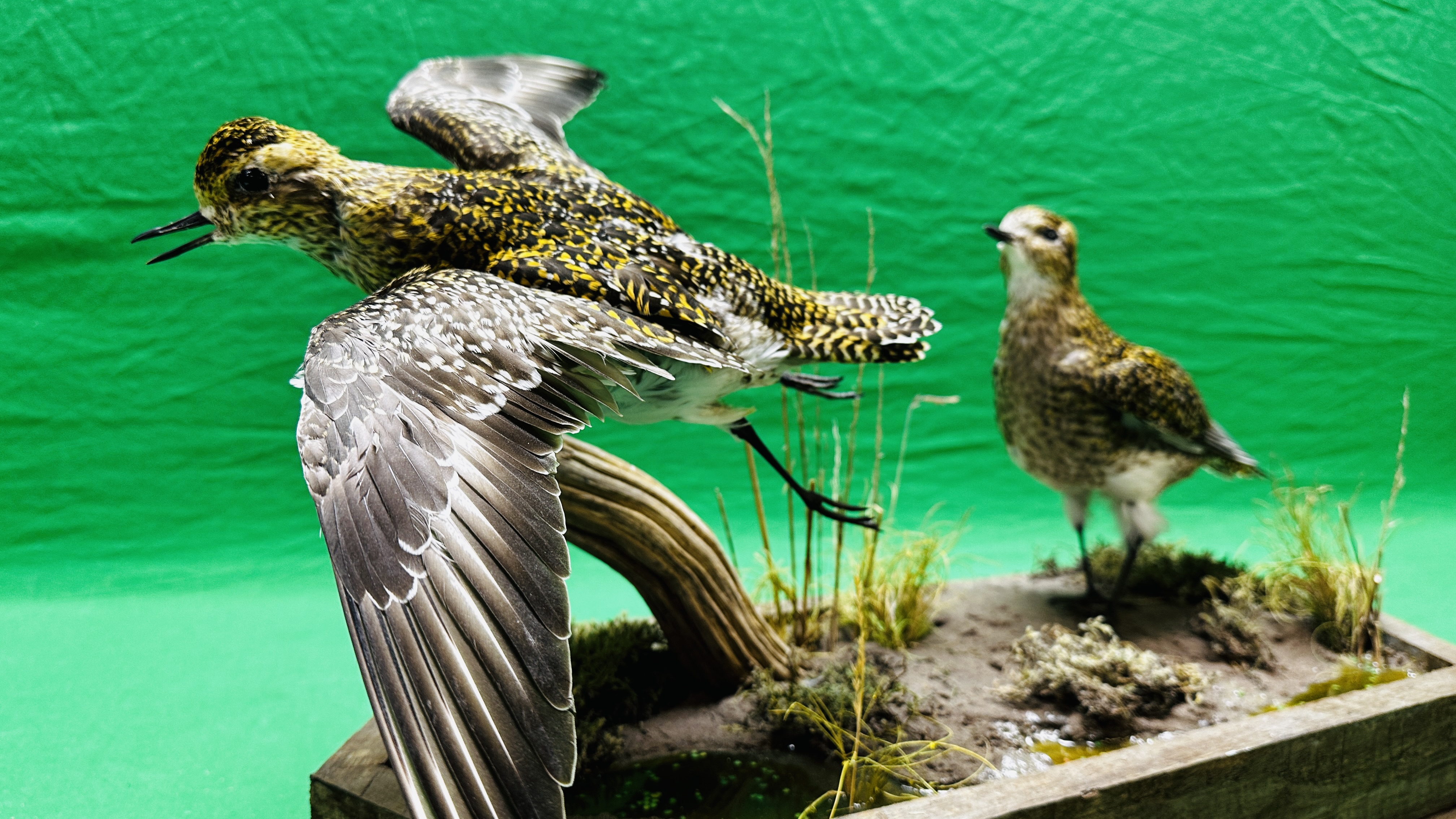 TAXIDERMY: A MOUNTED PAIR OF GOLDEN PLOVER IN A NATURALISTIC SETTING, W 60 X H 34CM. - Bild 9 aus 12