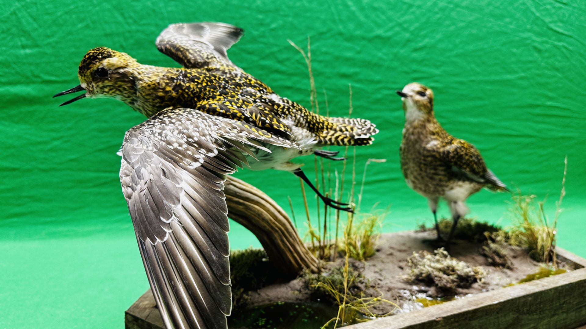 TAXIDERMY: A MOUNTED PAIR OF GOLDEN PLOVER IN A NATURALISTIC SETTING, W 60 X H 34CM. - Image 9 of 12