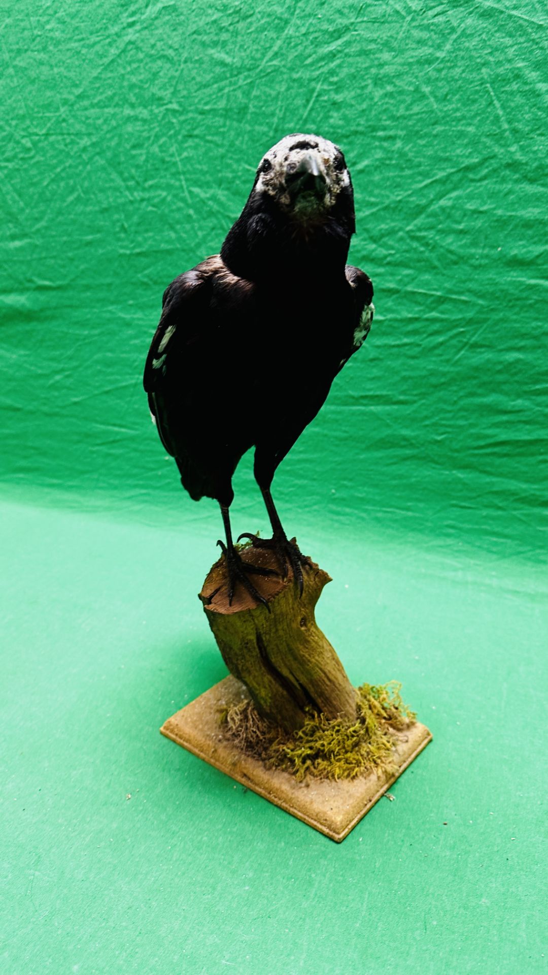 TAXIDERMY: A MOUNTED CROW IN A NATURALISTIC SETTING, W 22 X H 40CM. - Image 6 of 13