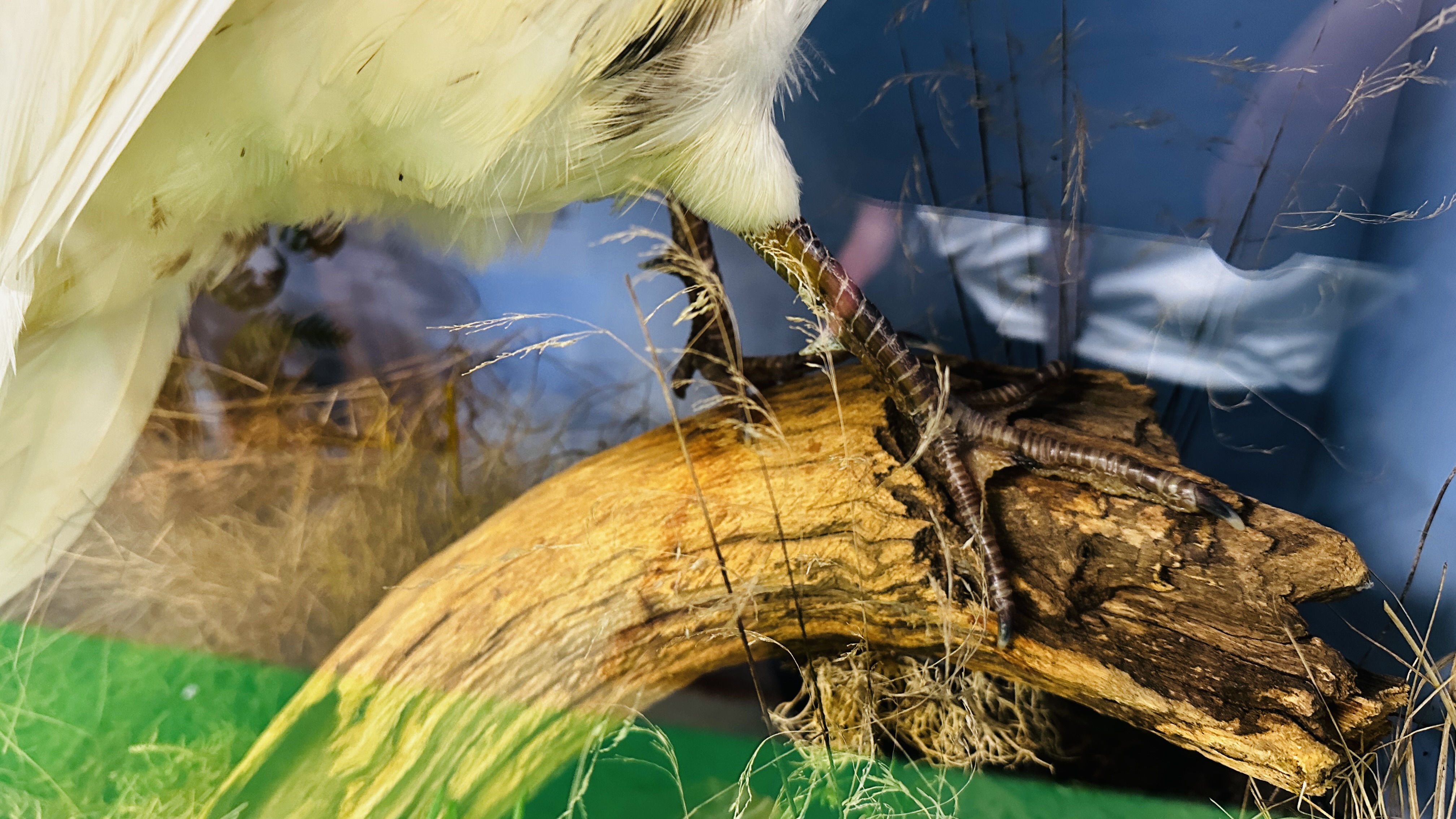 TAXIDERMY: A CASED STUDY OF A WHITE PHEASANT IN A NATURALISTIC SETTING, W 72 X D 29 X H 70CM. - Image 6 of 12