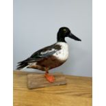 TAXIDERMY: A MOUNTED SHOVELER DUCK, W 32 X H 29CM.