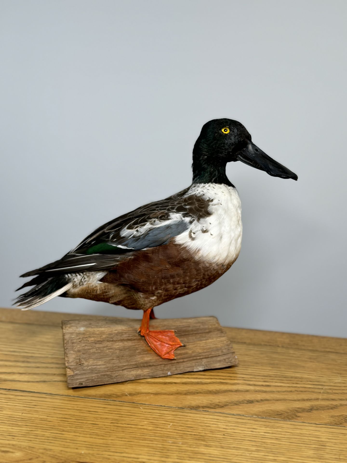 TAXIDERMY: A MOUNTED SHOVELER DUCK, W 32 X H 29CM.