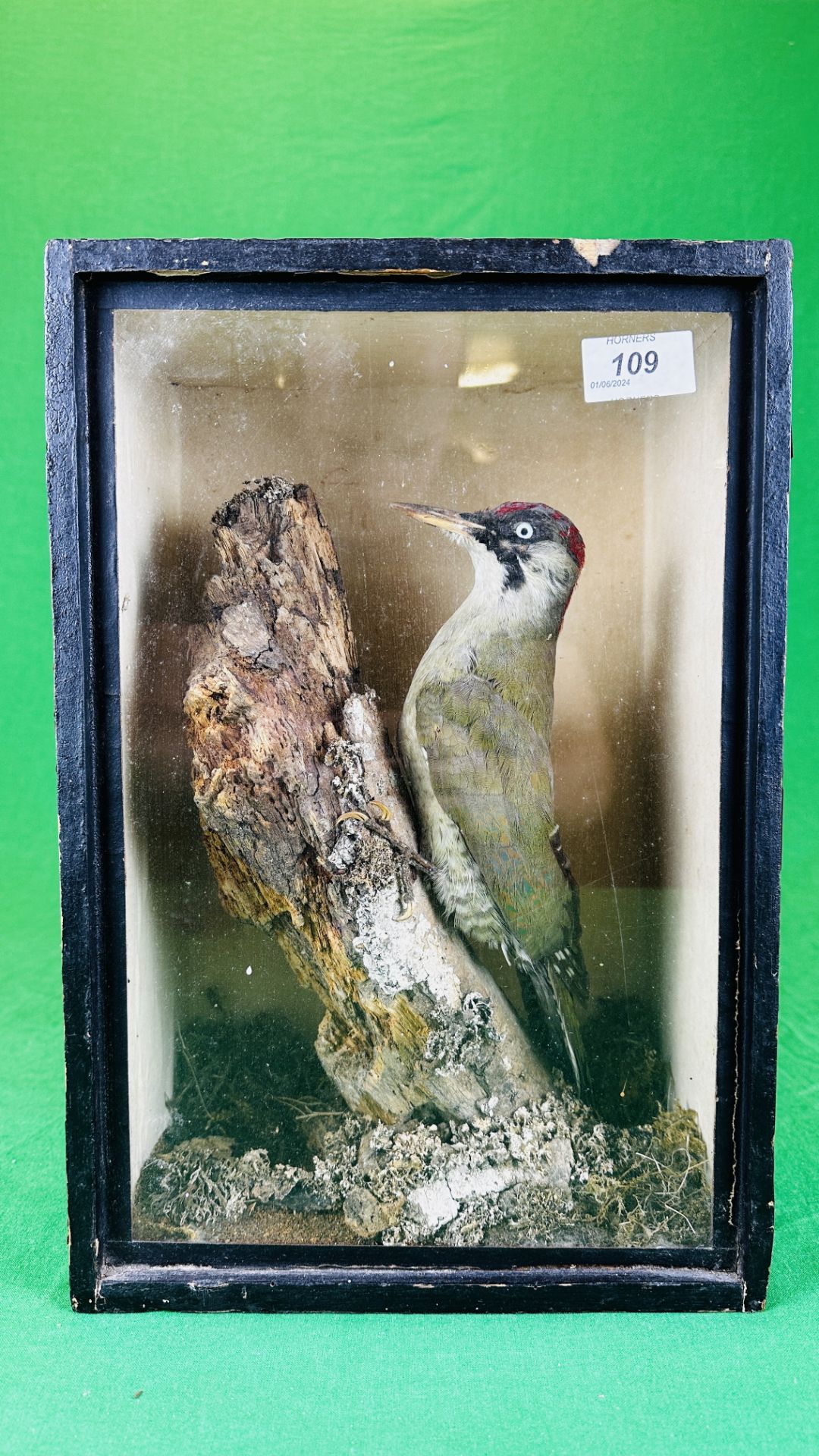 VICTORIAN CASED TAXIDERMY STUDY OF GREEN WOODPECKER.