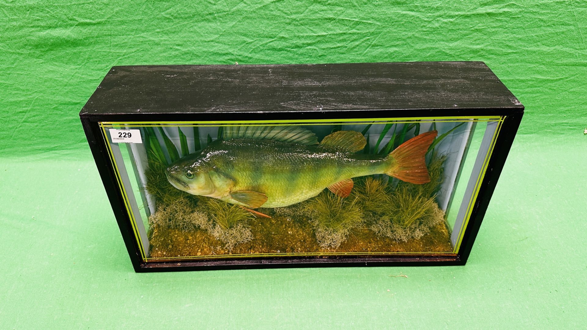 TAXIDERMY: A CASED STUDY OF A MOUNTED PERCH IN A NATURALISTIC SETTING, W 56 X D 14 X H 31CM. - Image 6 of 11