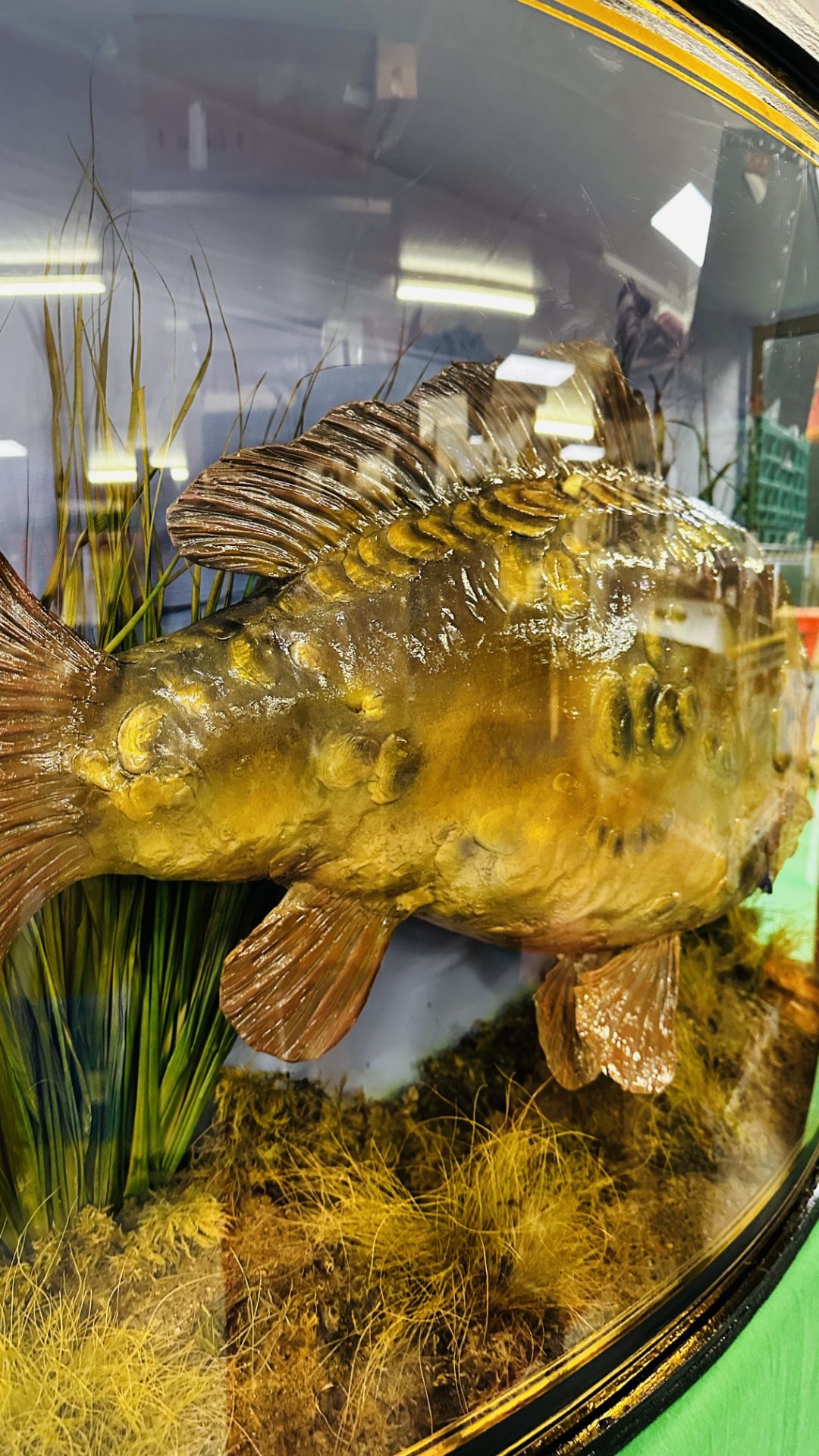 TAXIDERMY: A BOW FRONTED CASED STUDY OF A MOUNTED CARP IN A NATURALISTIC SETTING, - Image 12 of 14
