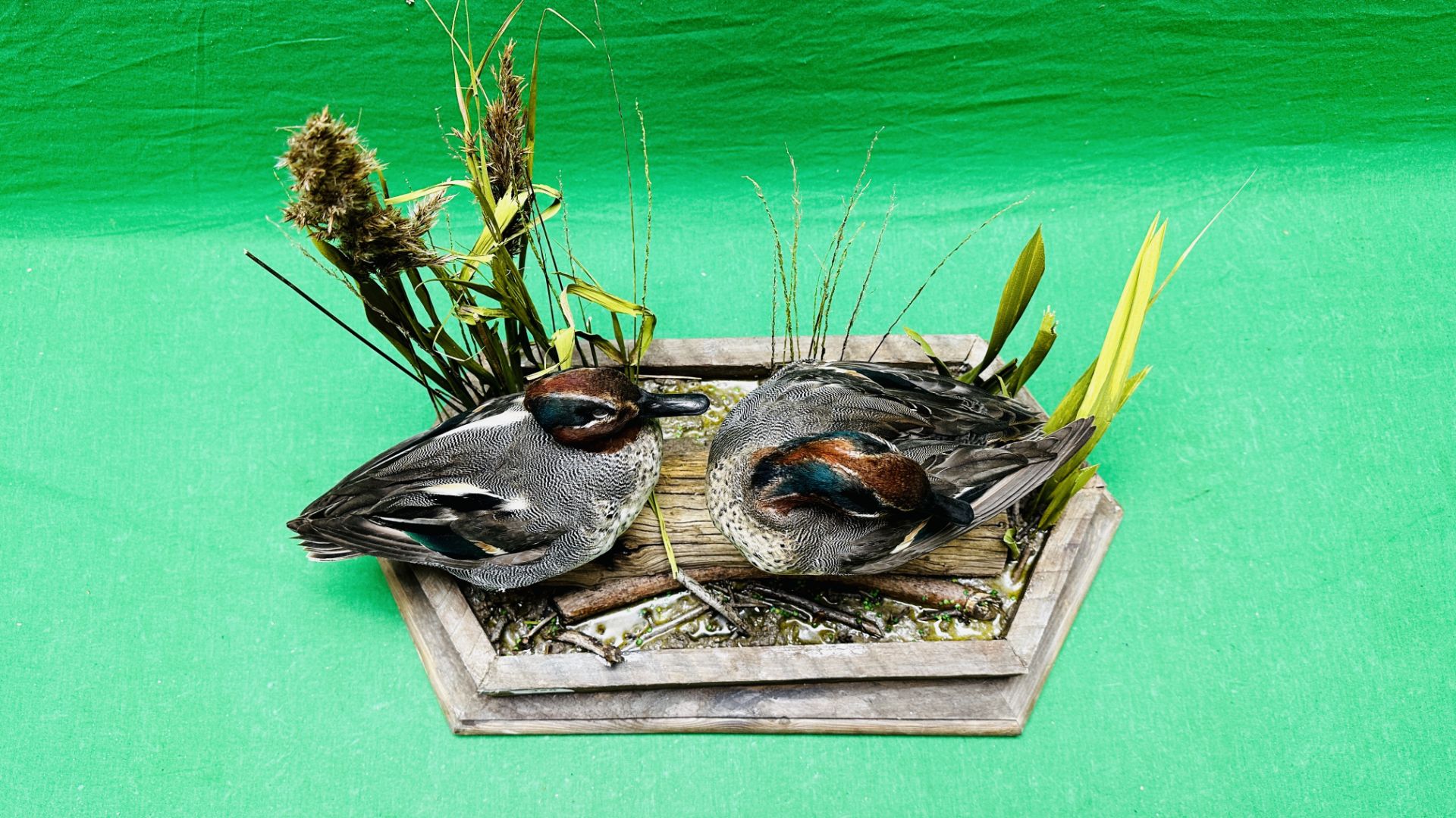 TAXIDERMY: A PAIR OF MOUNTED TEAL IN A NATURALISTIC SETTING, W 55 X H 44CM. - Image 13 of 18