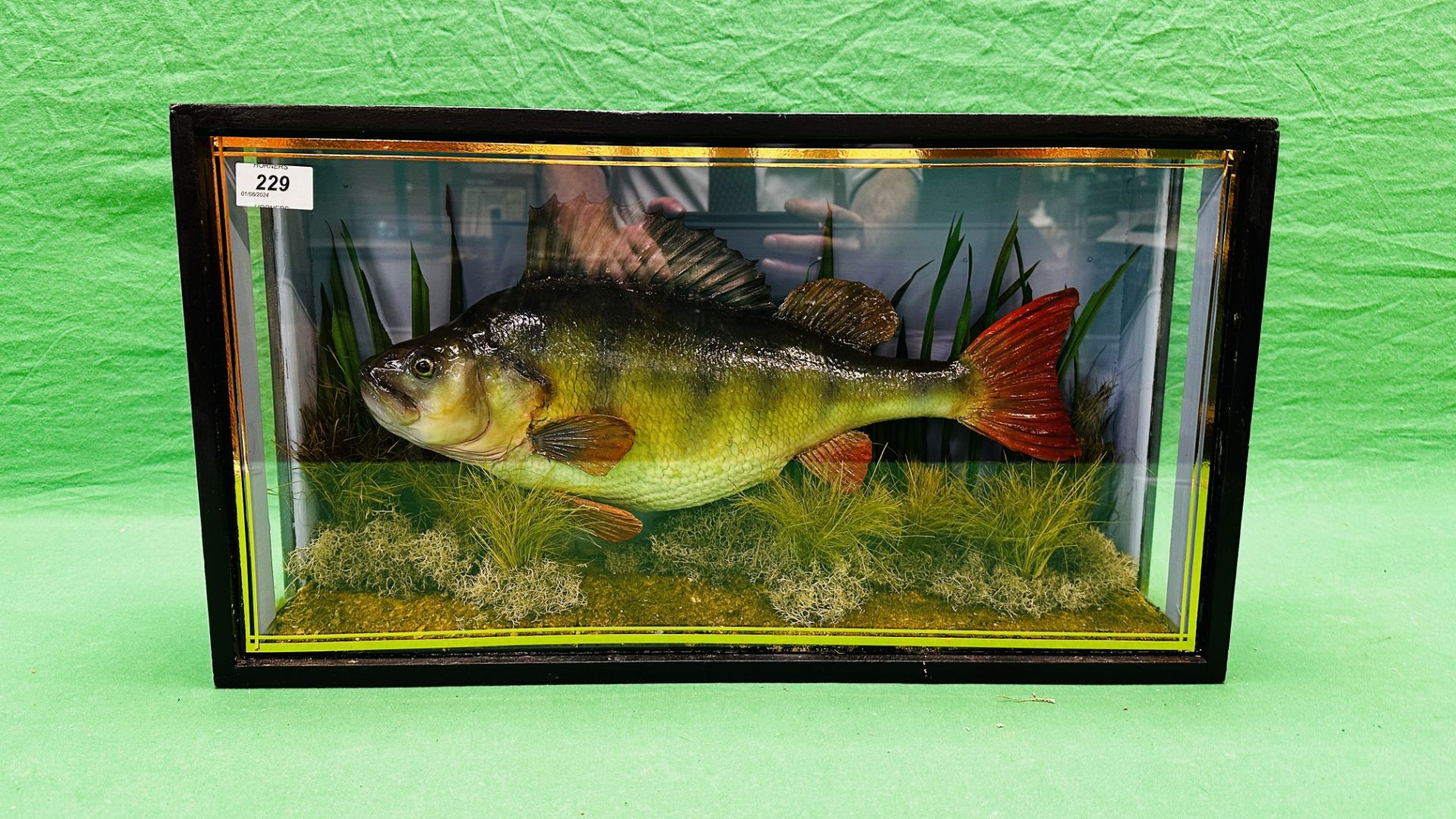 TAXIDERMY: A CASED STUDY OF A MOUNTED PERCH IN A NATURALISTIC SETTING, W 56 X D 14 X H 31CM. - Image 7 of 11