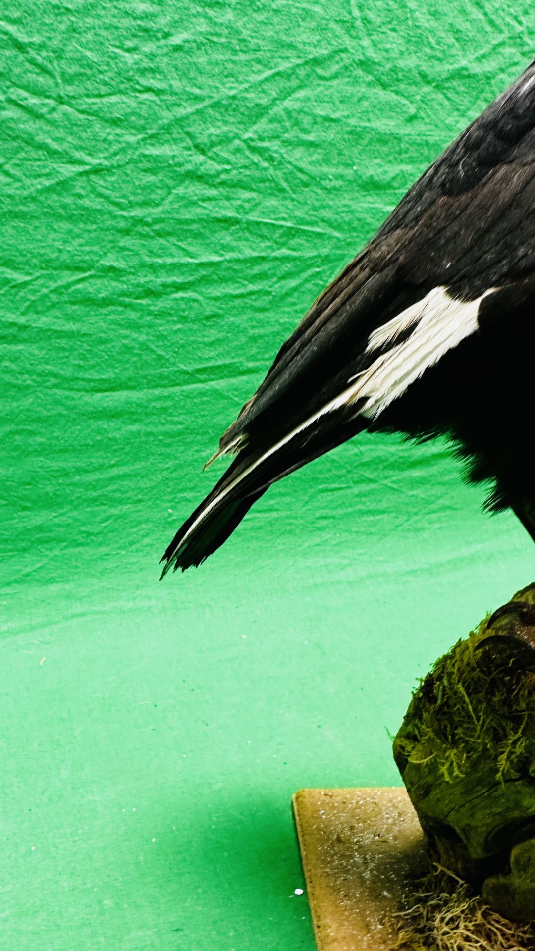 TAXIDERMY: A MOUNTED CROW IN A NATURALISTIC SETTING, W 22 X H 40CM. - Image 4 of 13