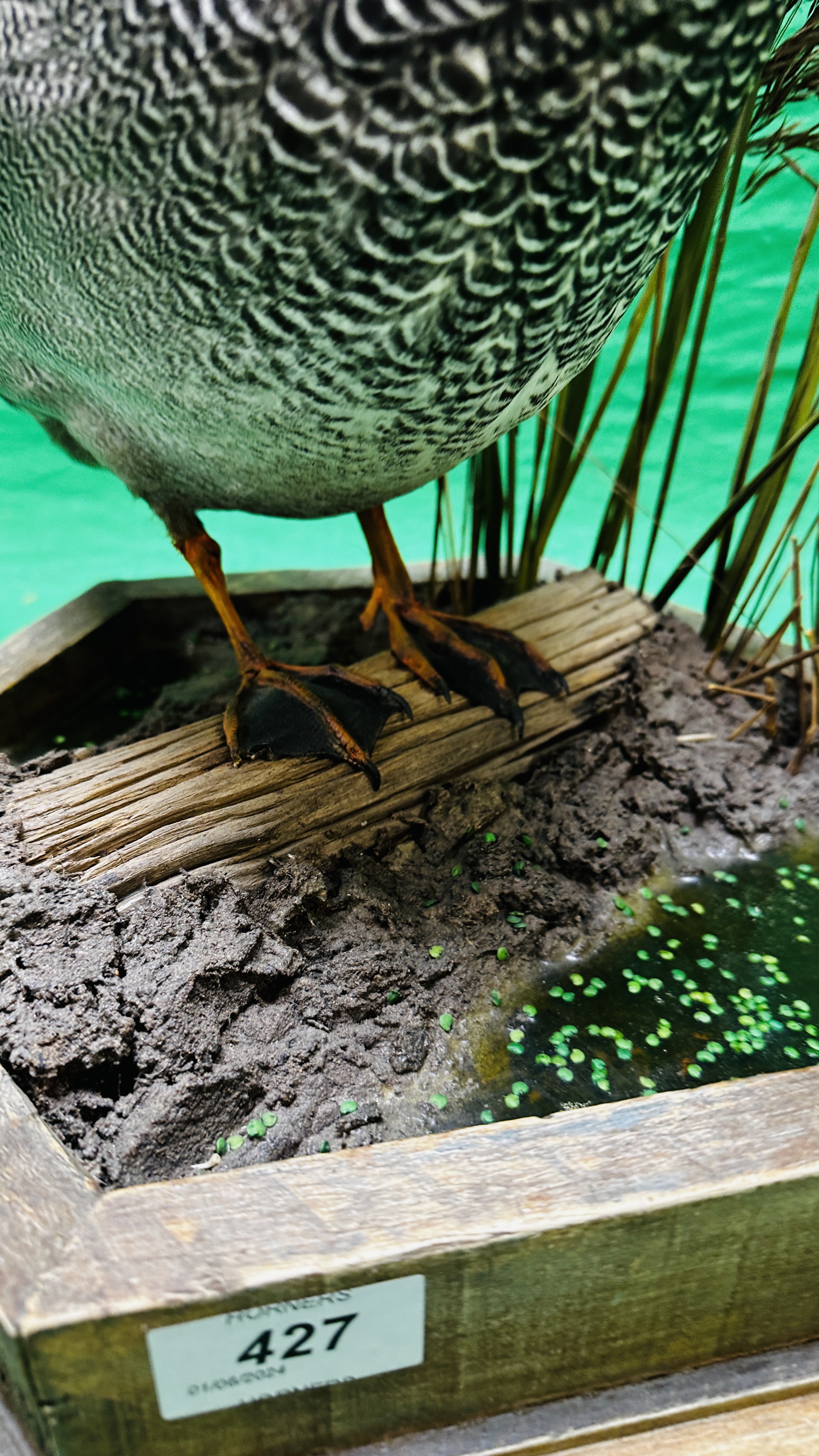 TAXIDERMY: A MOUNTED GADWALL IN A NATURALISTIC SETTING, W 31 X H 53CM. - Bild 7 aus 12