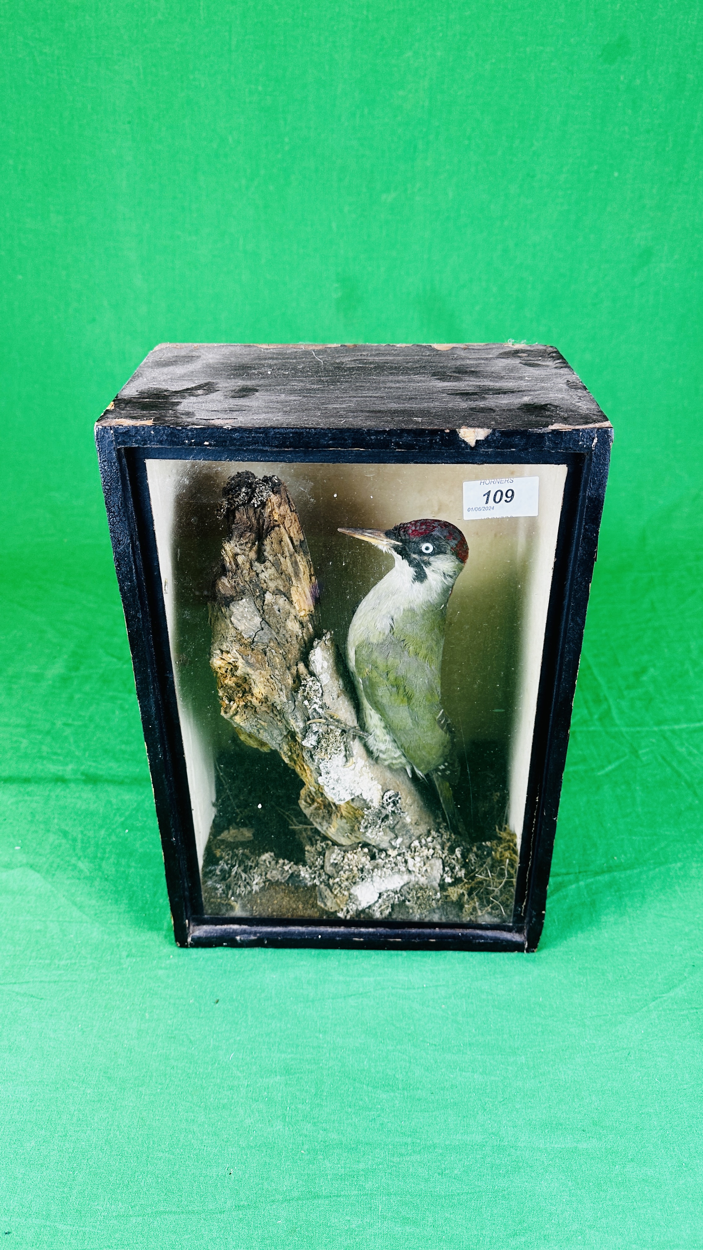 VICTORIAN CASED TAXIDERMY STUDY OF GREEN WOODPECKER. - Image 5 of 7