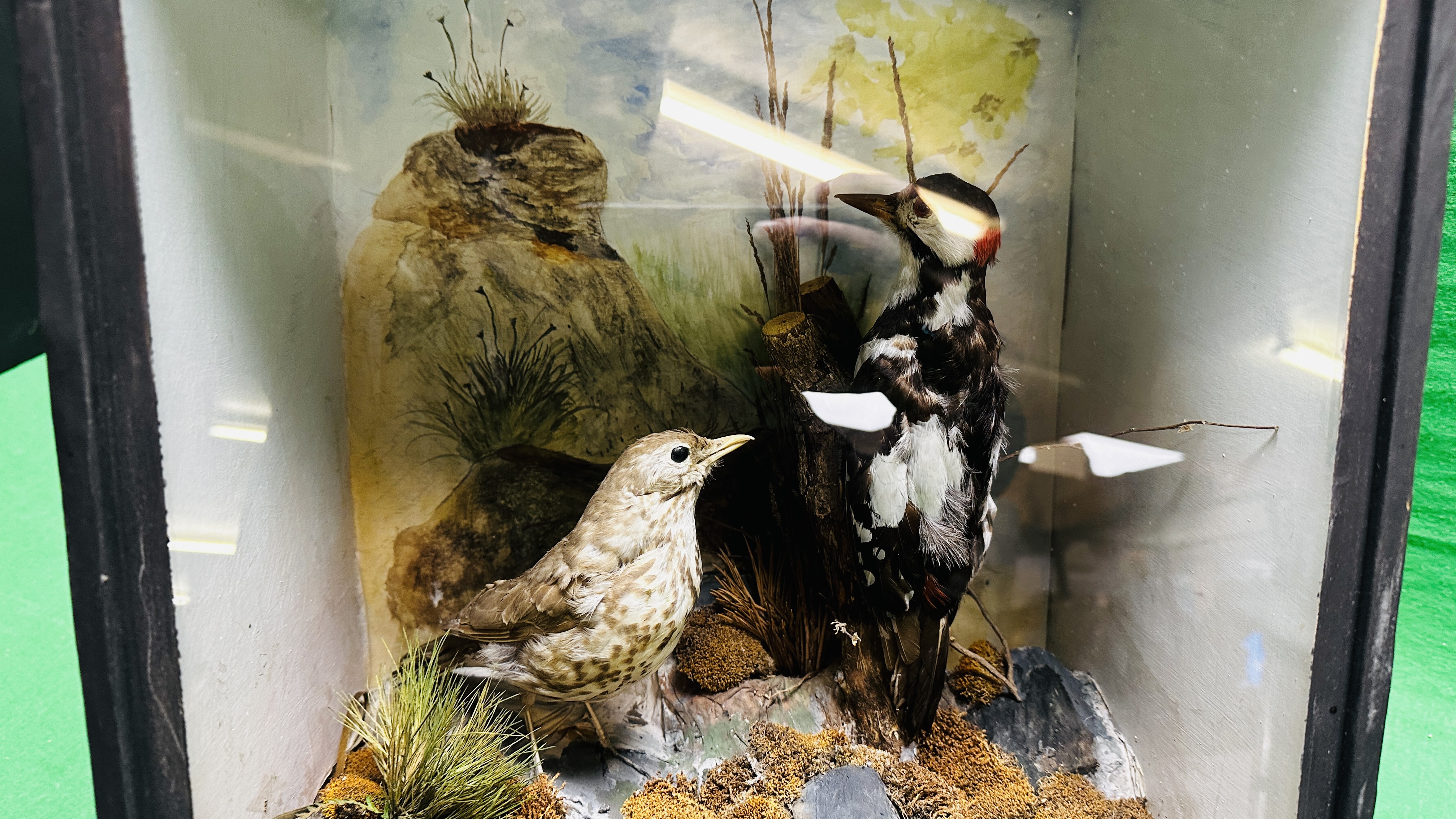 TAXIDERMY: A CASED STUDY OF A MOUNTED GREATER SPOTTED WOODPECKER AND A THRUSH IN A NATURALISTIC - Image 5 of 7