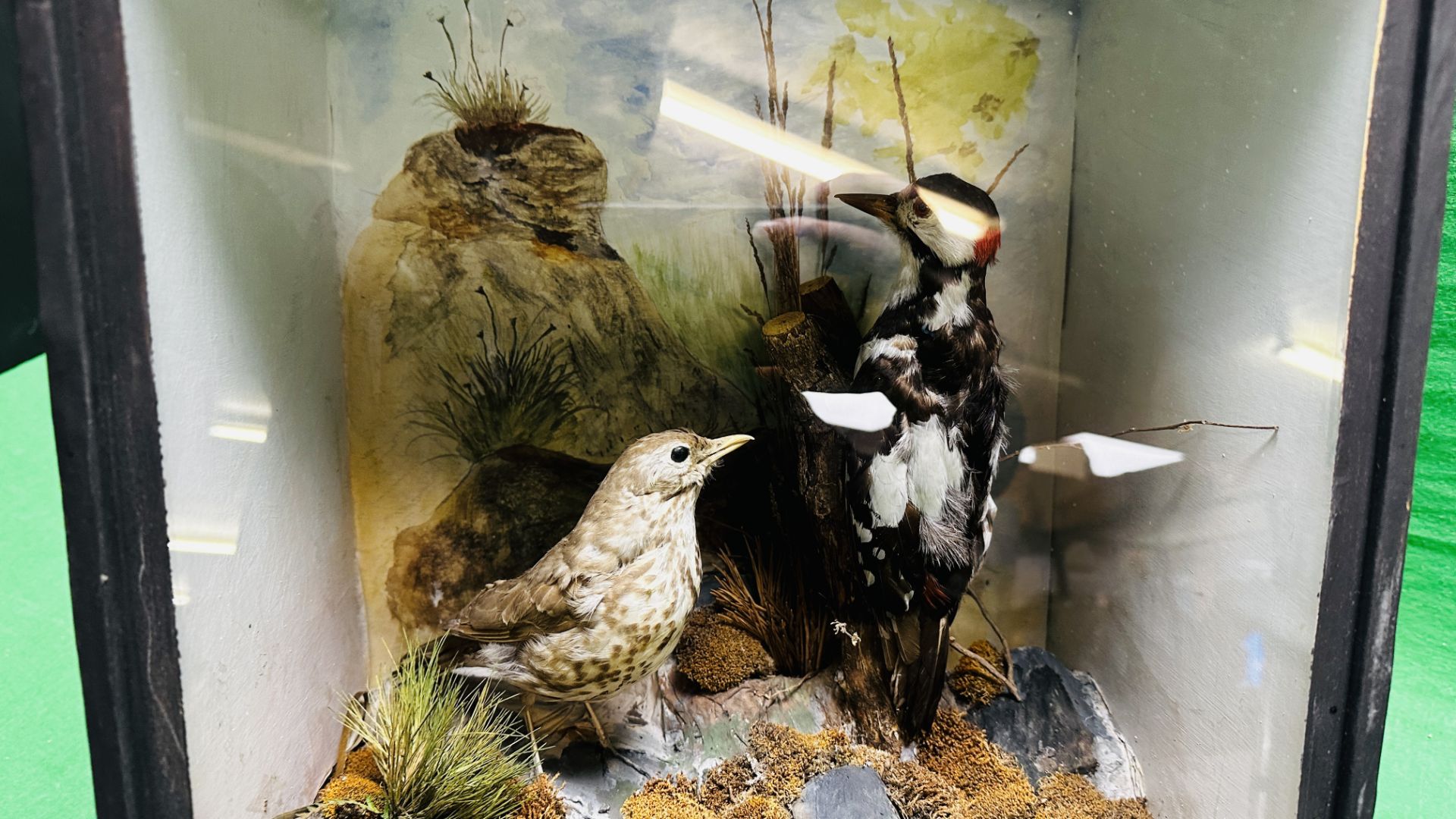 TAXIDERMY: A CASED STUDY OF A MOUNTED GREATER SPOTTED WOODPECKER AND A THRUSH IN A NATURALISTIC - Image 5 of 7