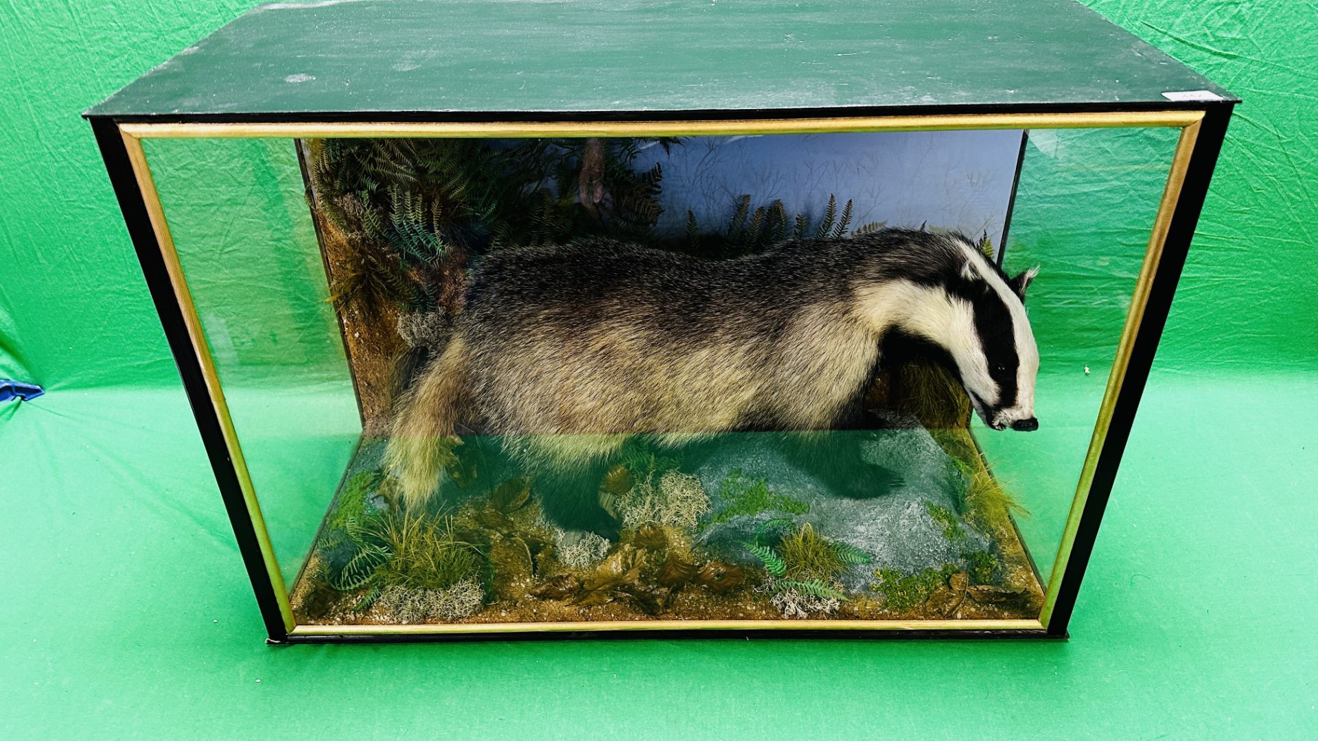 TAXIDERMY: A CASED STUDY OF A BADGER IN A NATURALISTIC SETTING, W 92 X D 41 X H 63CM. - Image 13 of 22